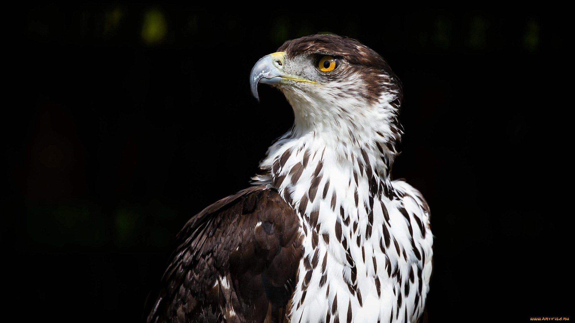 животные, птицы, -, хищники, клюв, профиль, орел