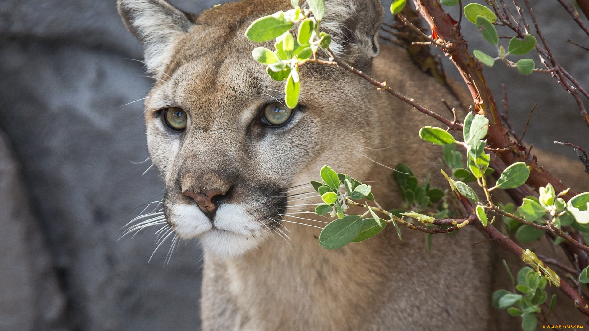 животные, пумы, кошка, морда, ветки, листва, кугуар