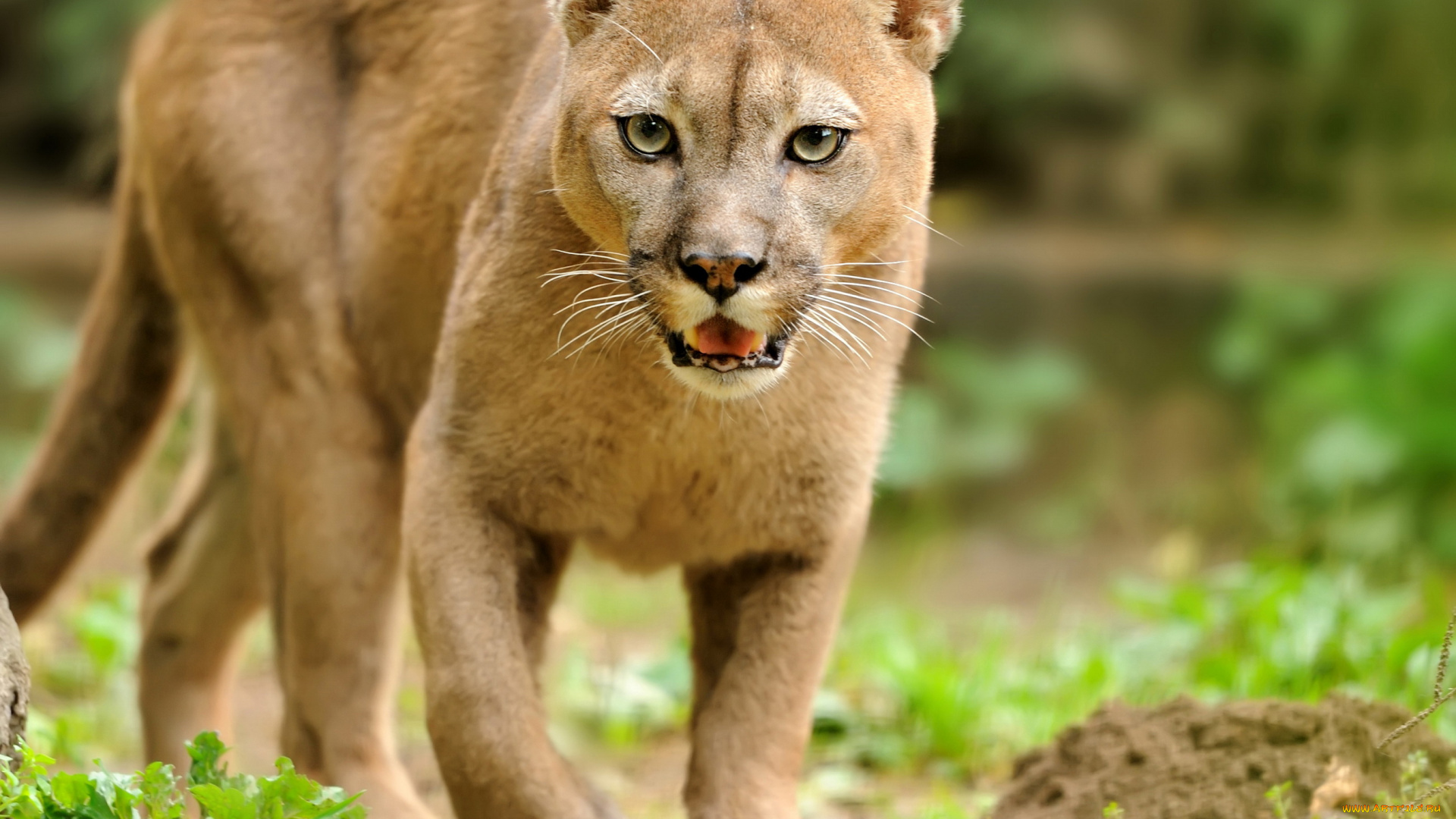 животные, пумы, рысь, кошки, трава