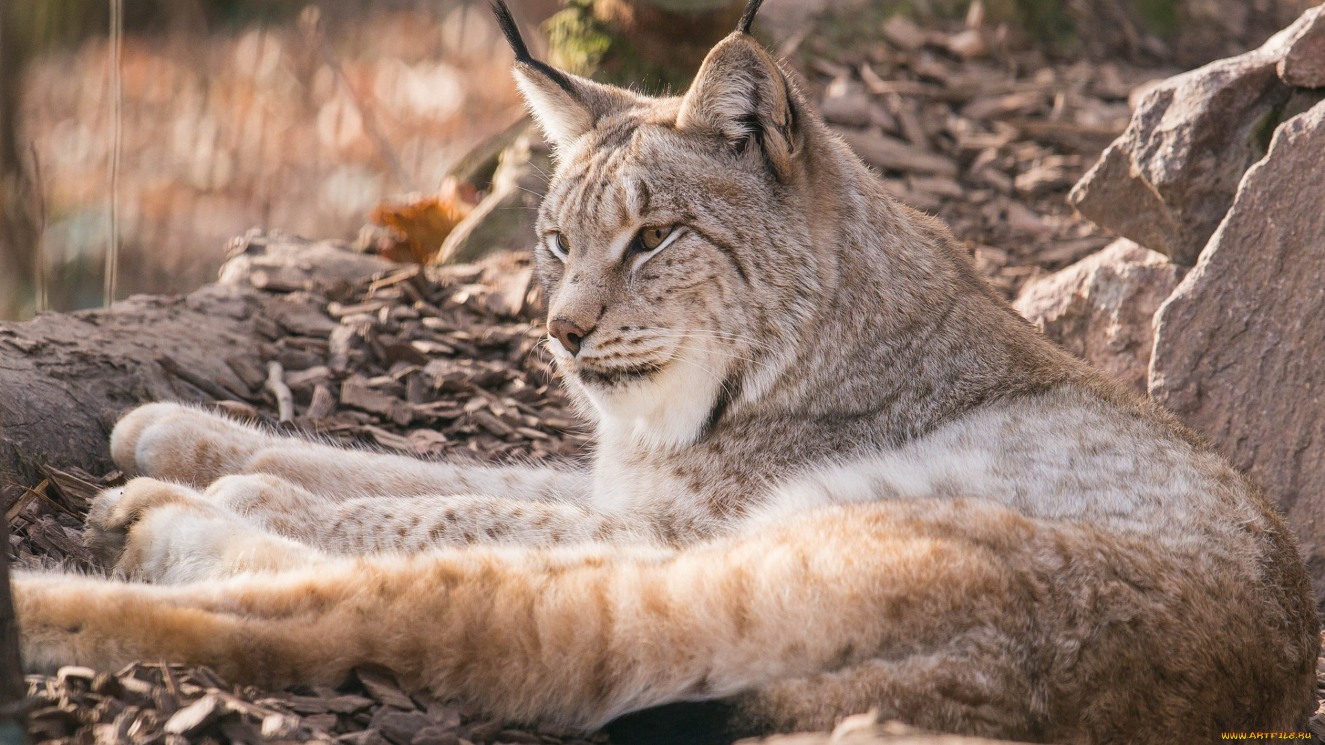 животные, рыси, мех, отдых, лежит, зоопарк, кошка