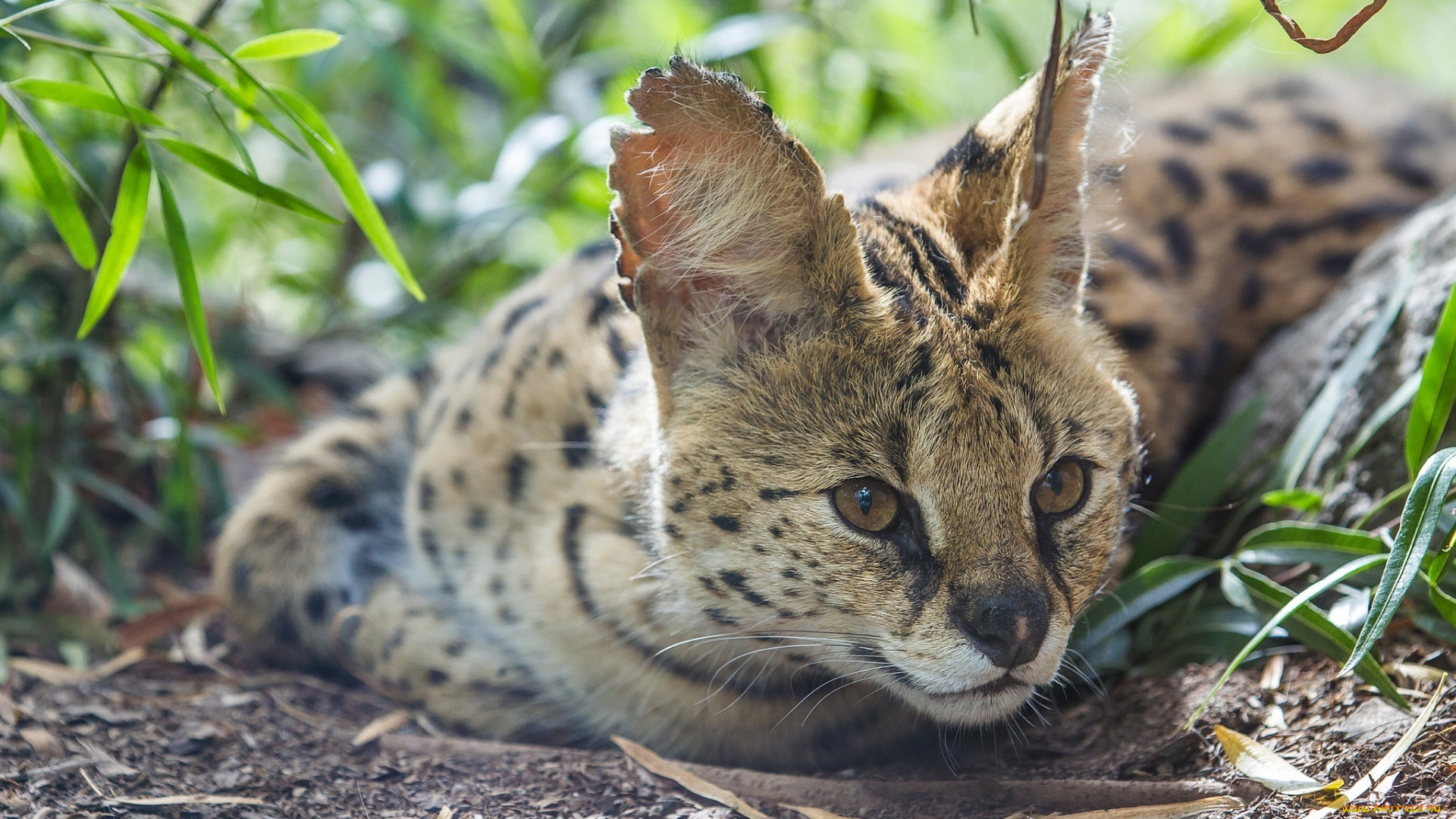 животные, сервалы, уши, хищник, морда, кошка