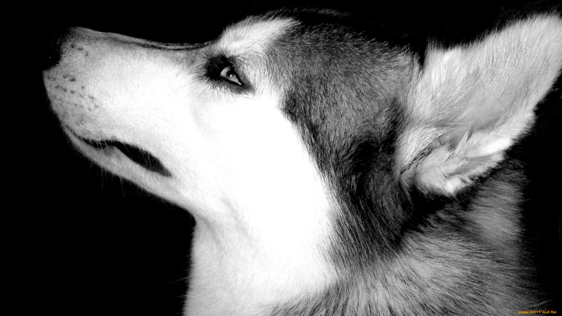 животные, собаки, черно-белая, голова, собака, лайка, профиль, улыбка