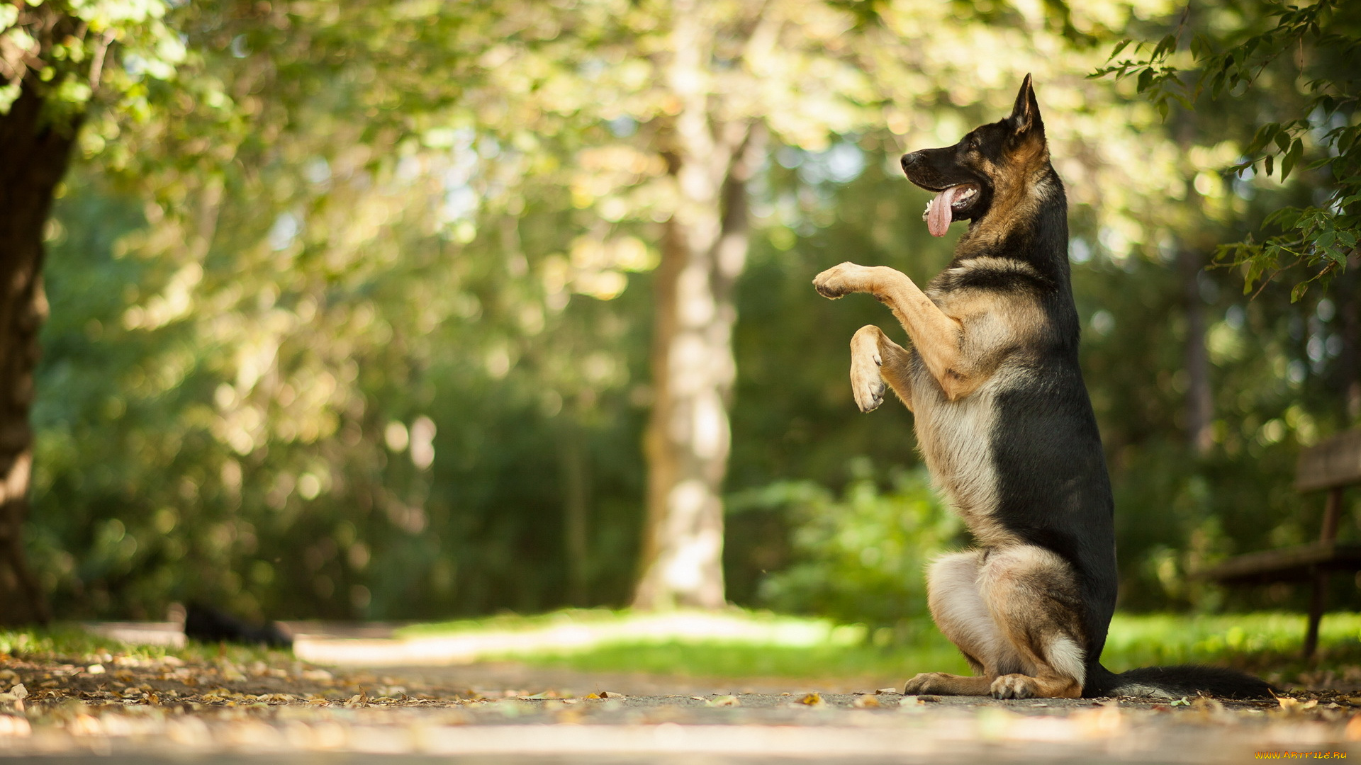 животные, собаки, стойка