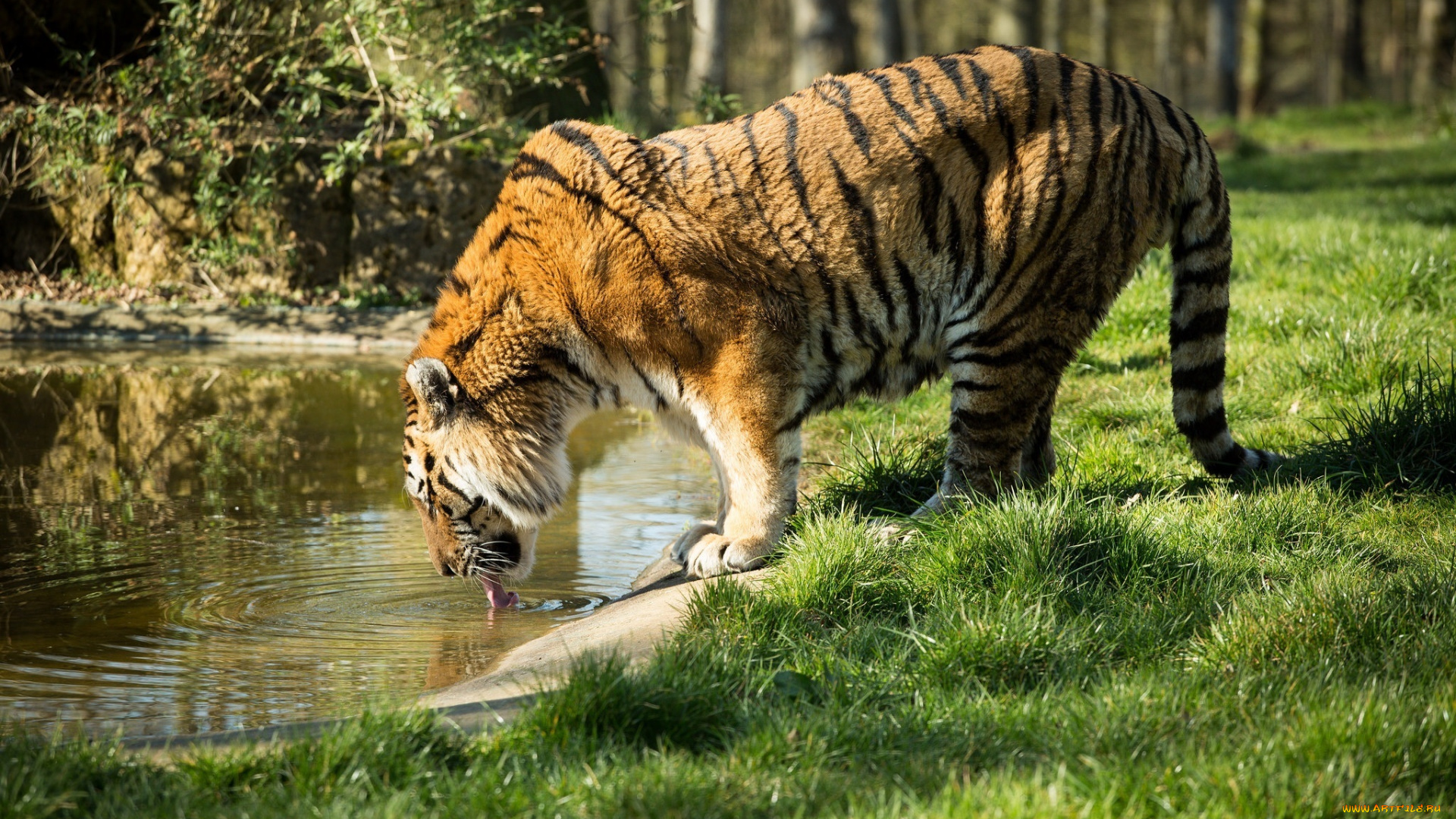 животные, тигры, водопой, полоски, профиль, кошка