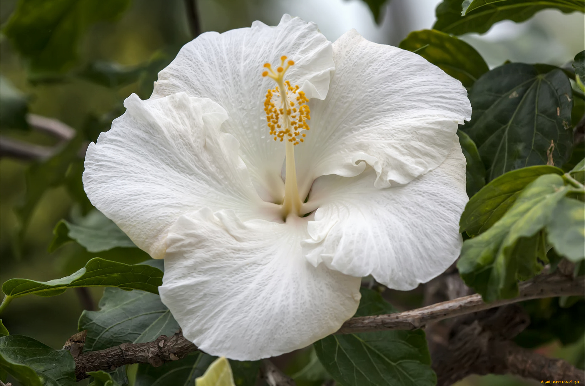 цветы, гибискусы, макро