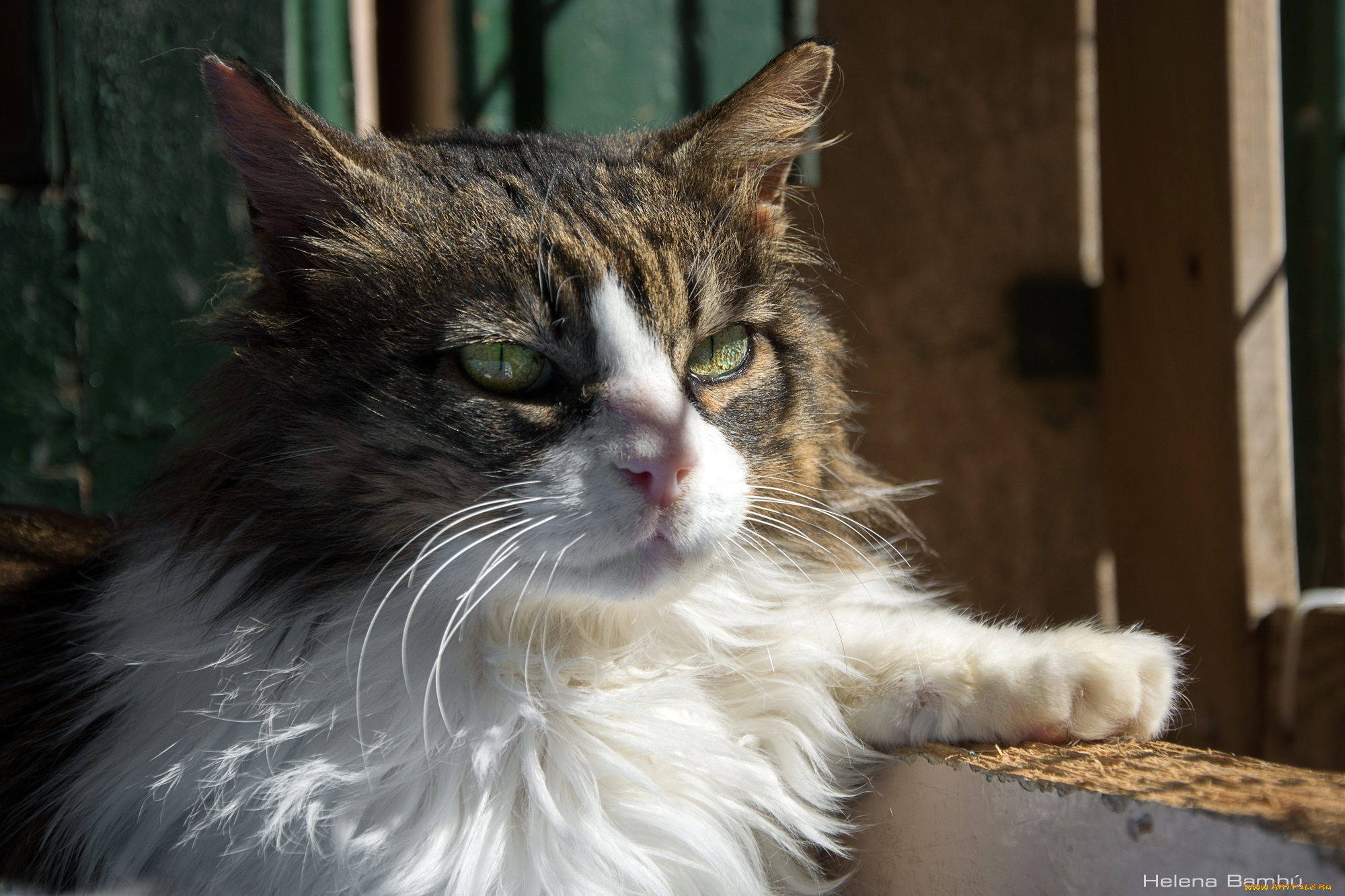 животные, коты, лапа, мордочка, свет, тень