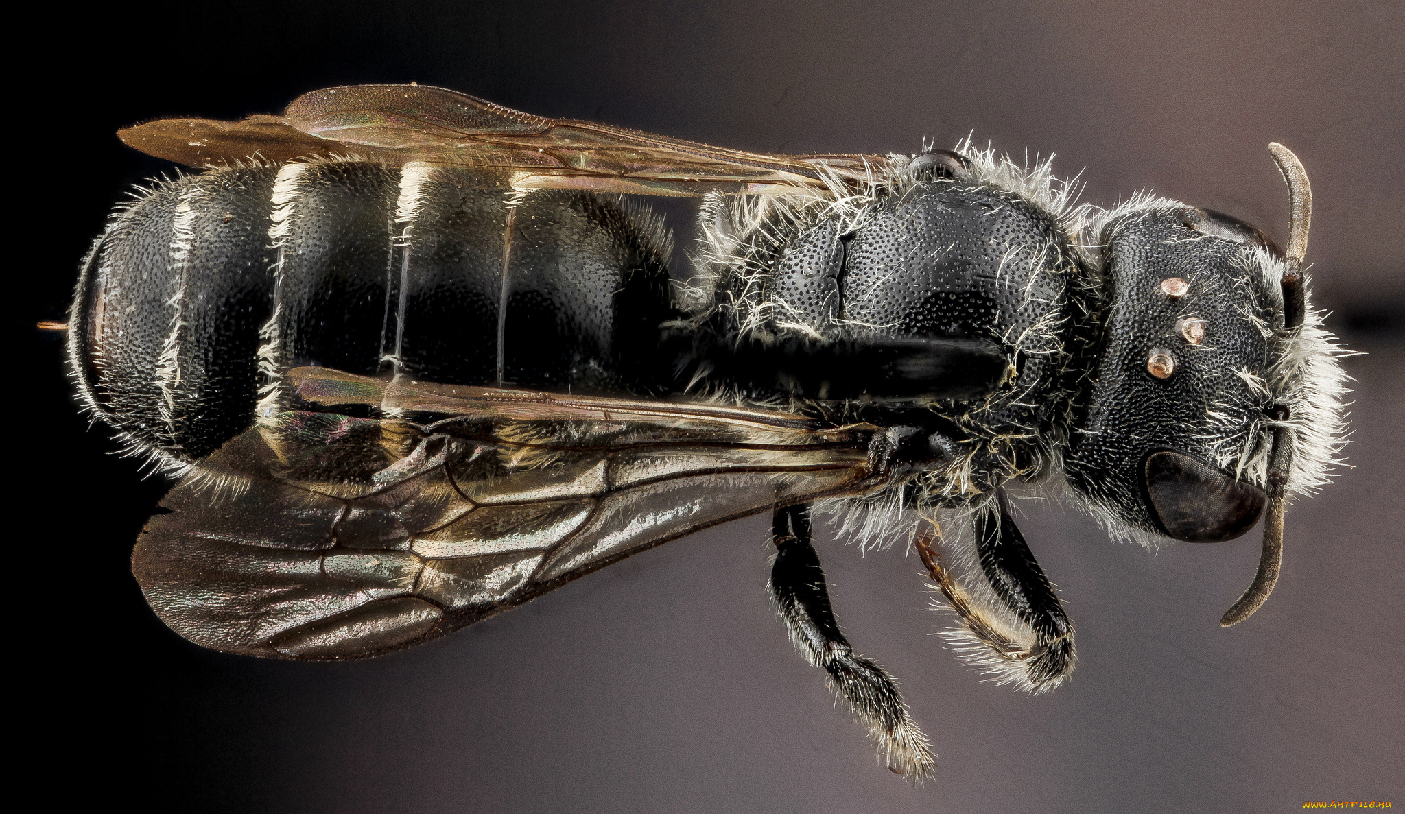 животные, насекомые, насекомое, макросъемка