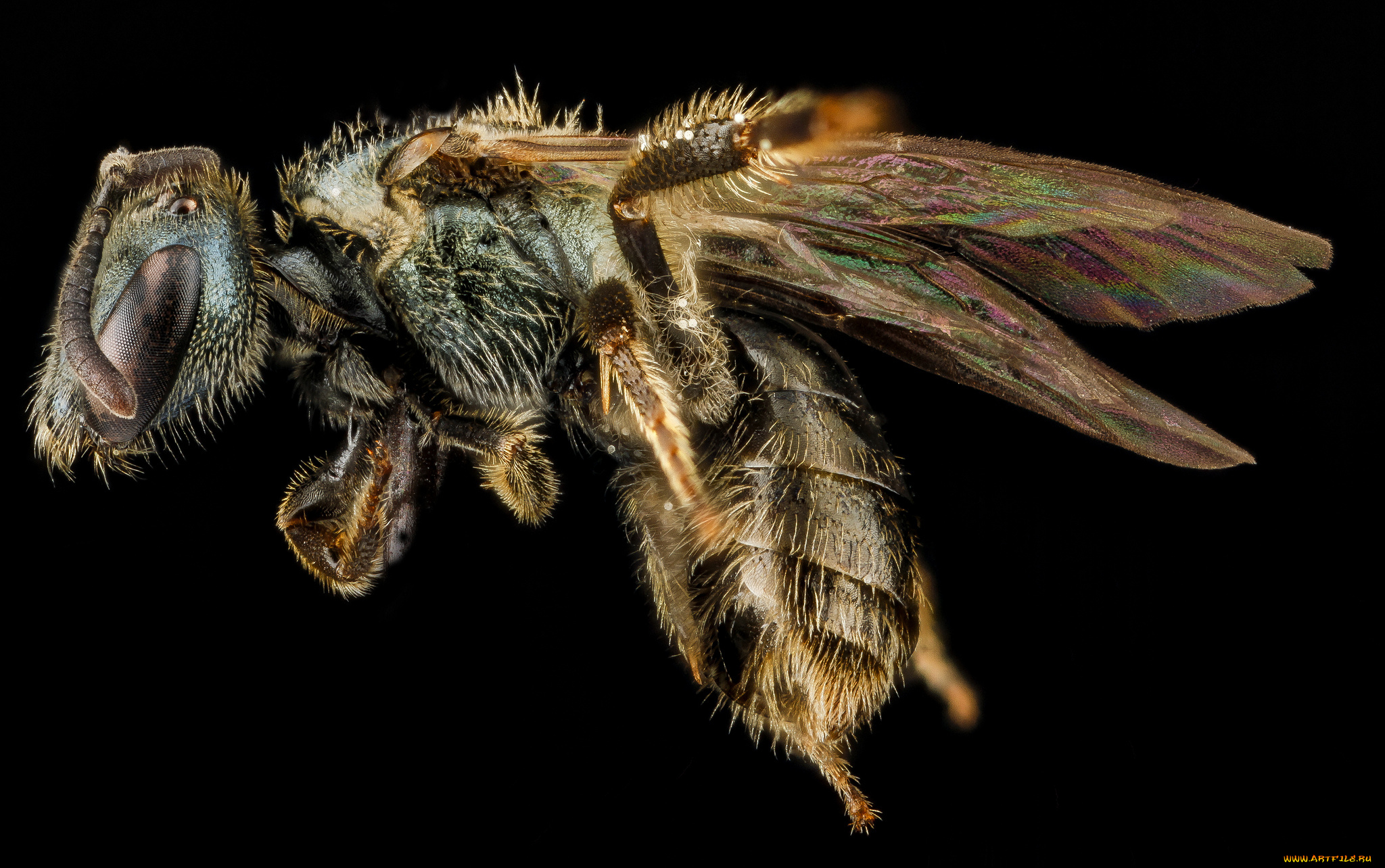 животные, насекомые, насекомое, макросъемка