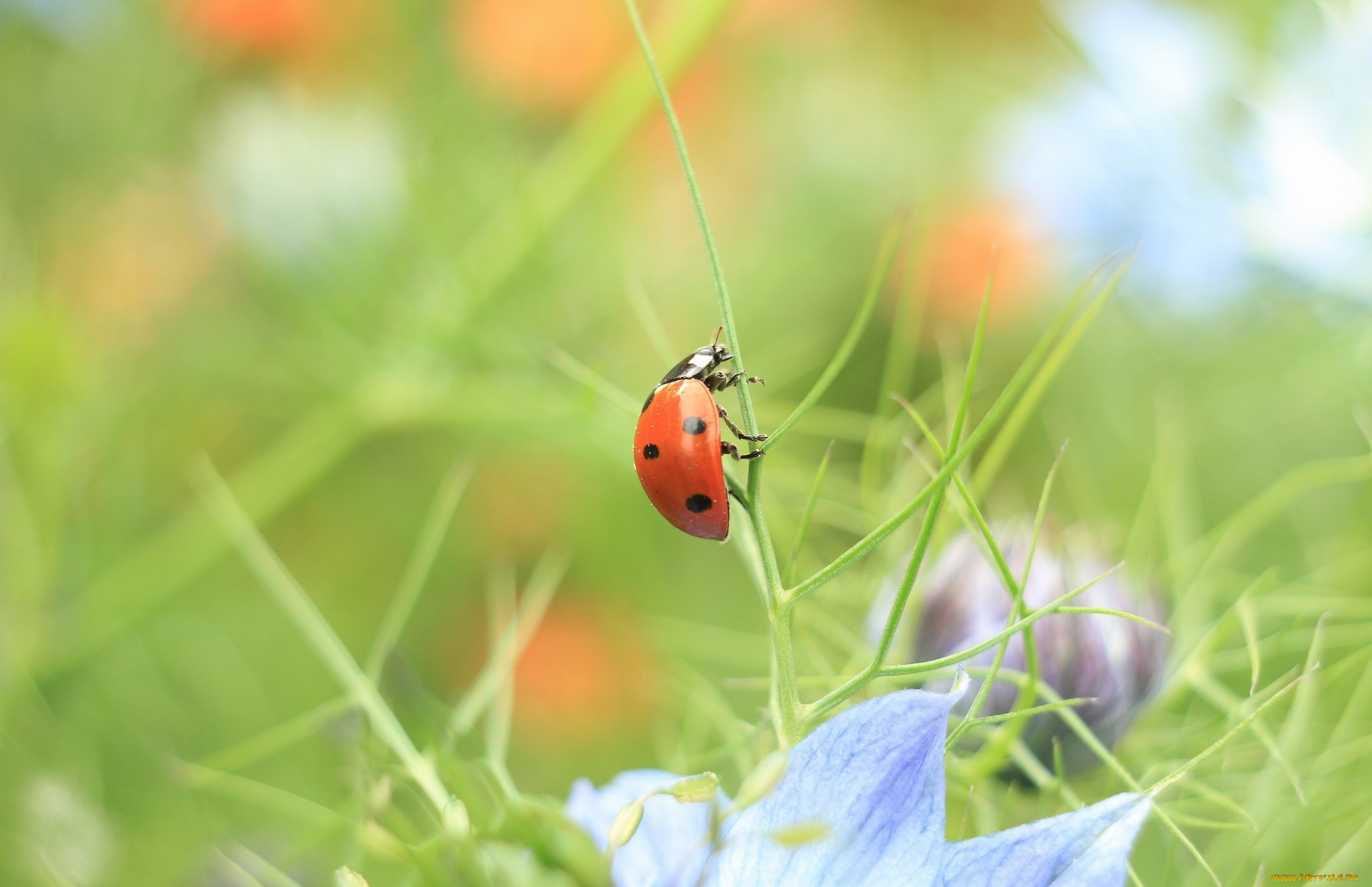 животные, божьи, коровки, трава, зеленый, макро