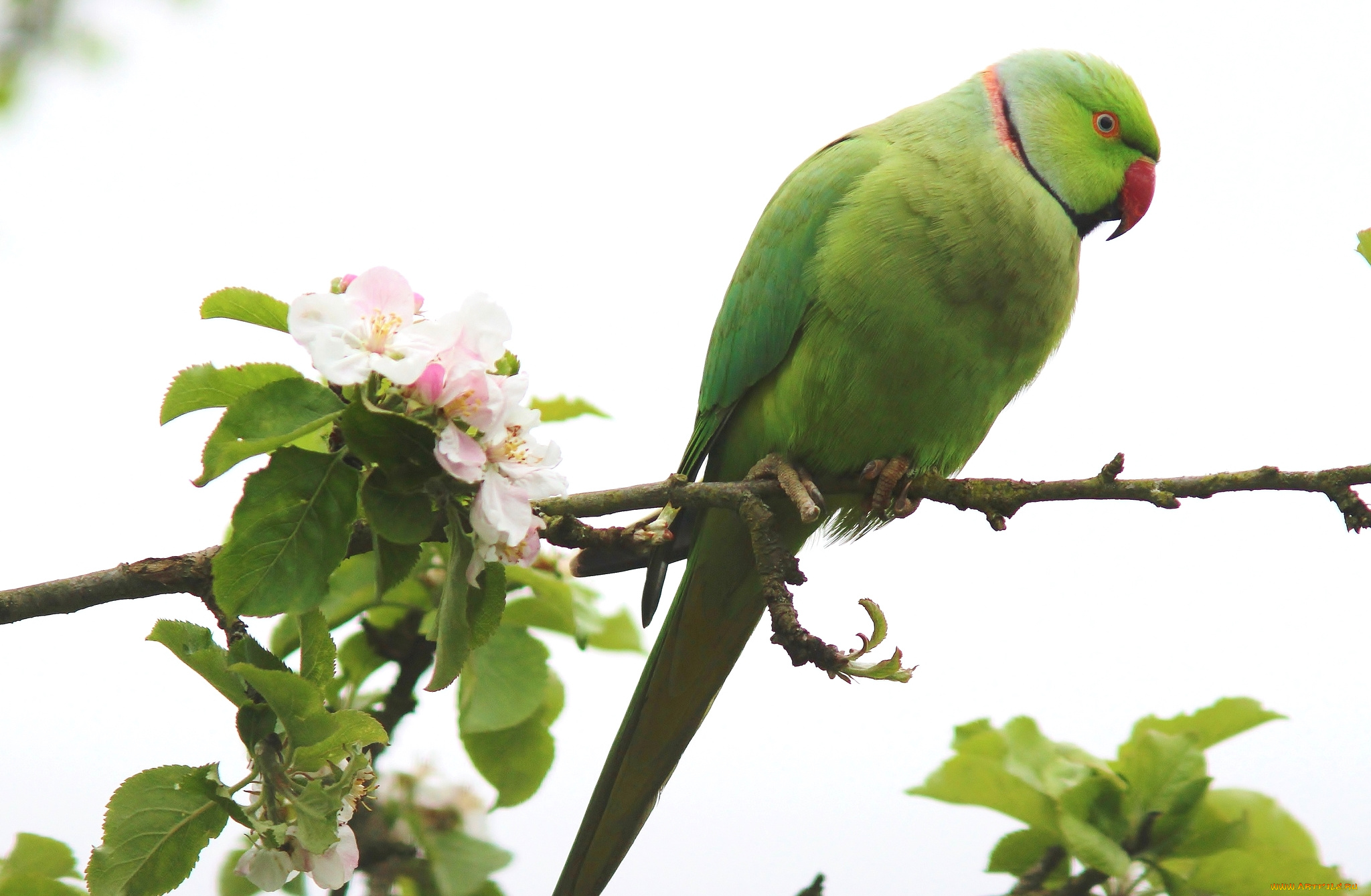 животные, попугаи, зеленый