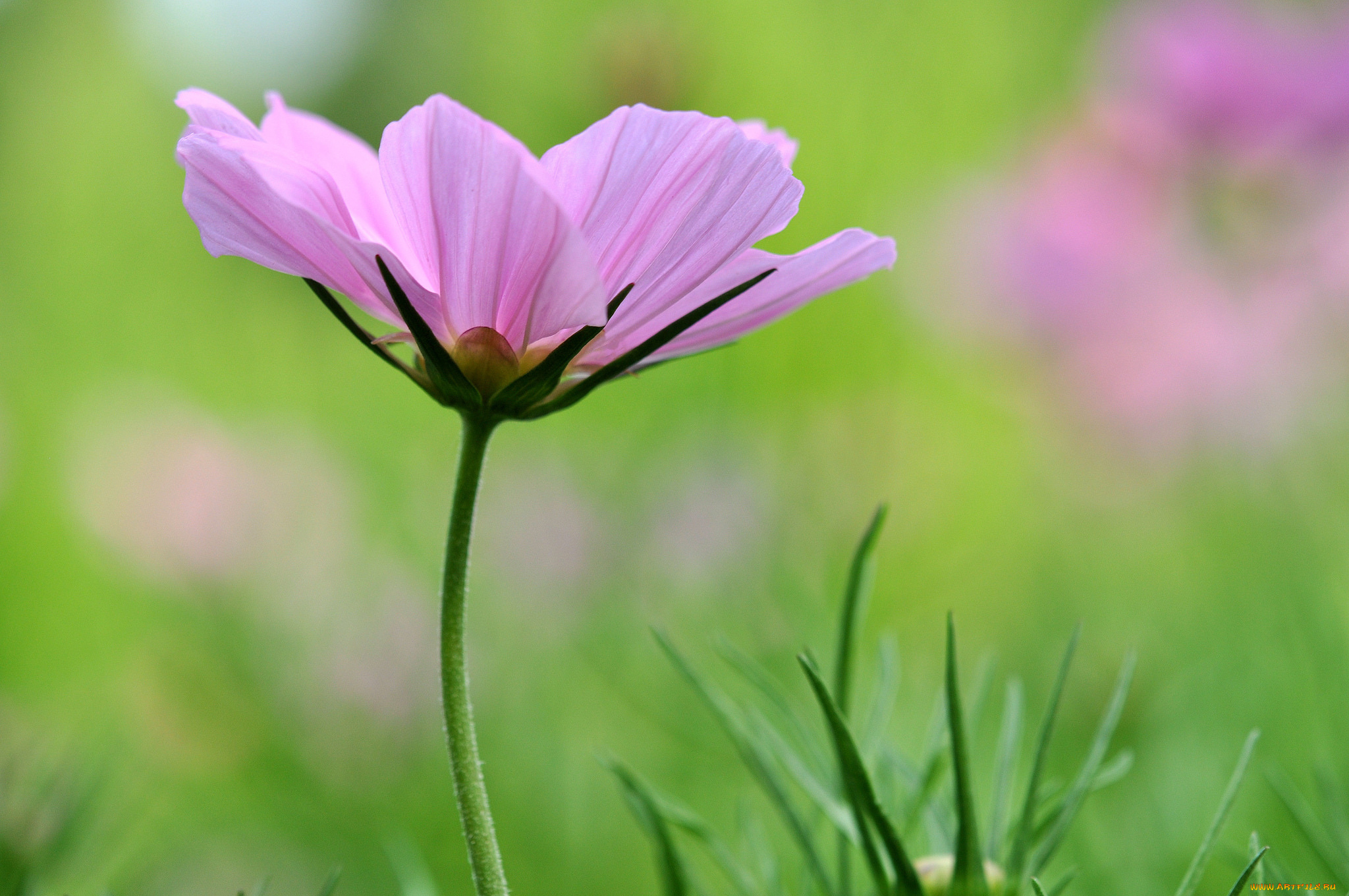 цветы, космея, розовый