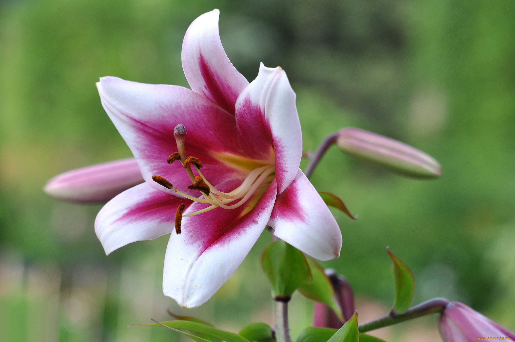 цветы, лилии, , лилейники, макро