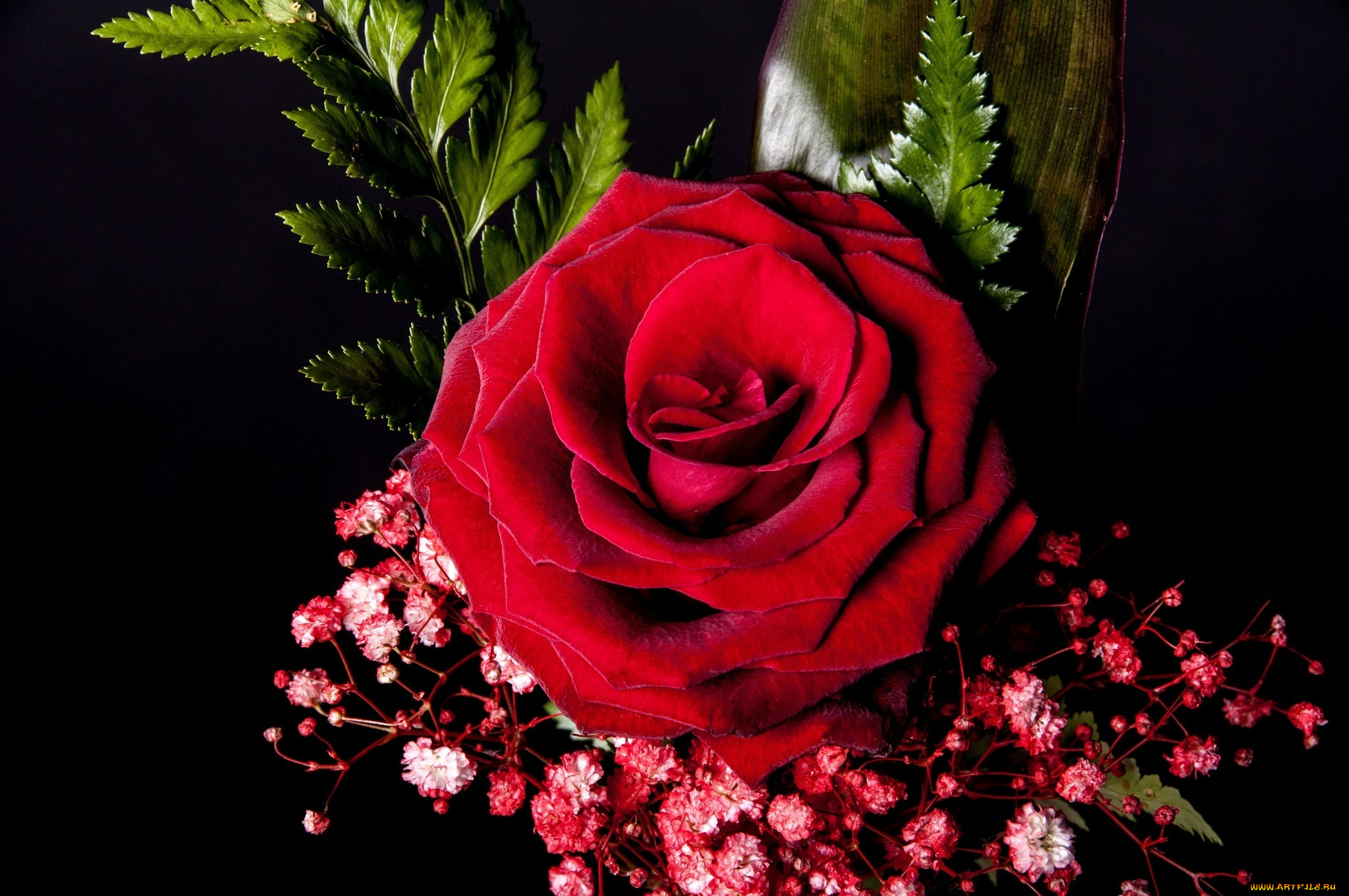 цветы, розы, роза, алая, листья, лепестки