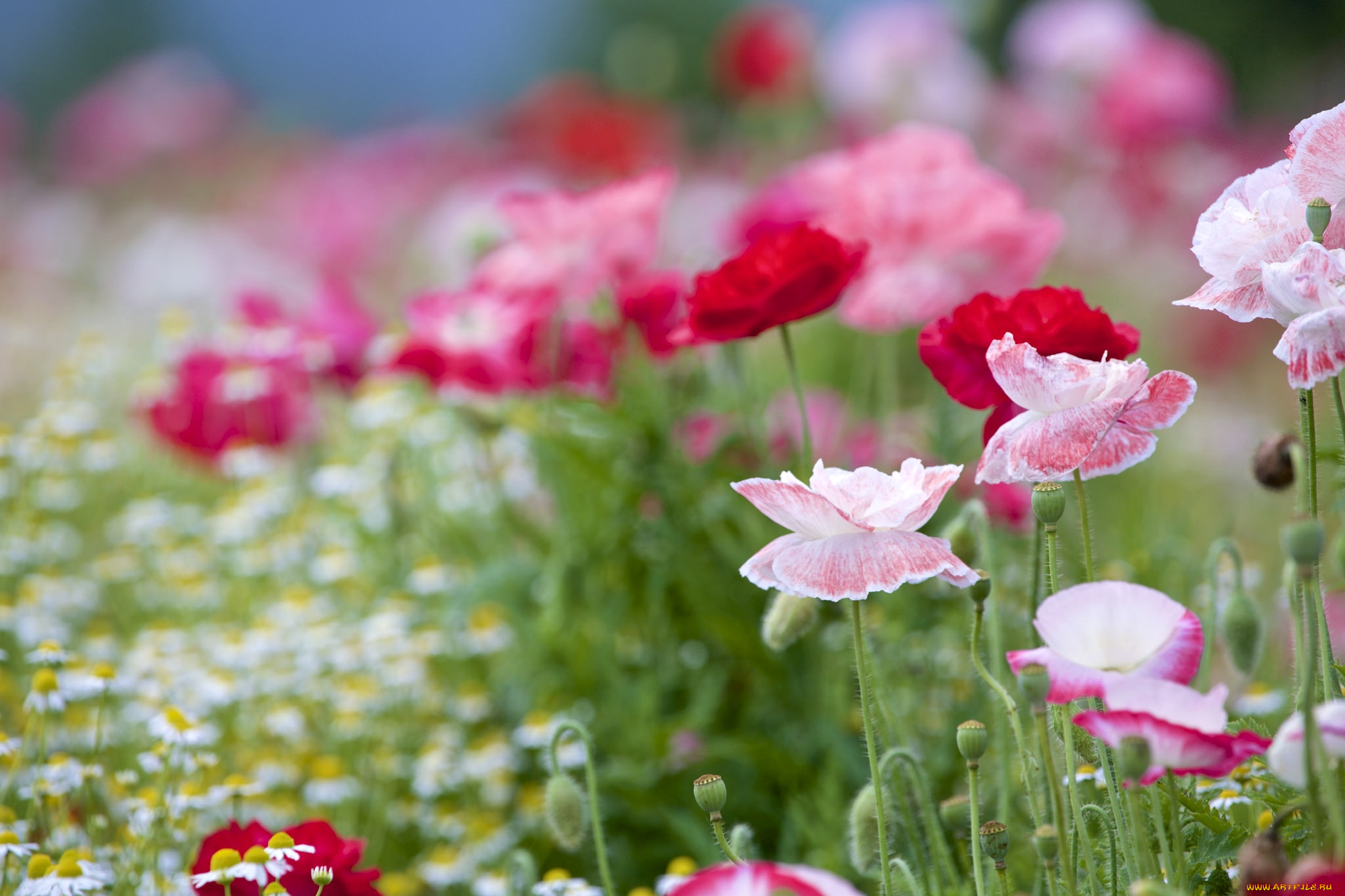 цветы, маки, луг