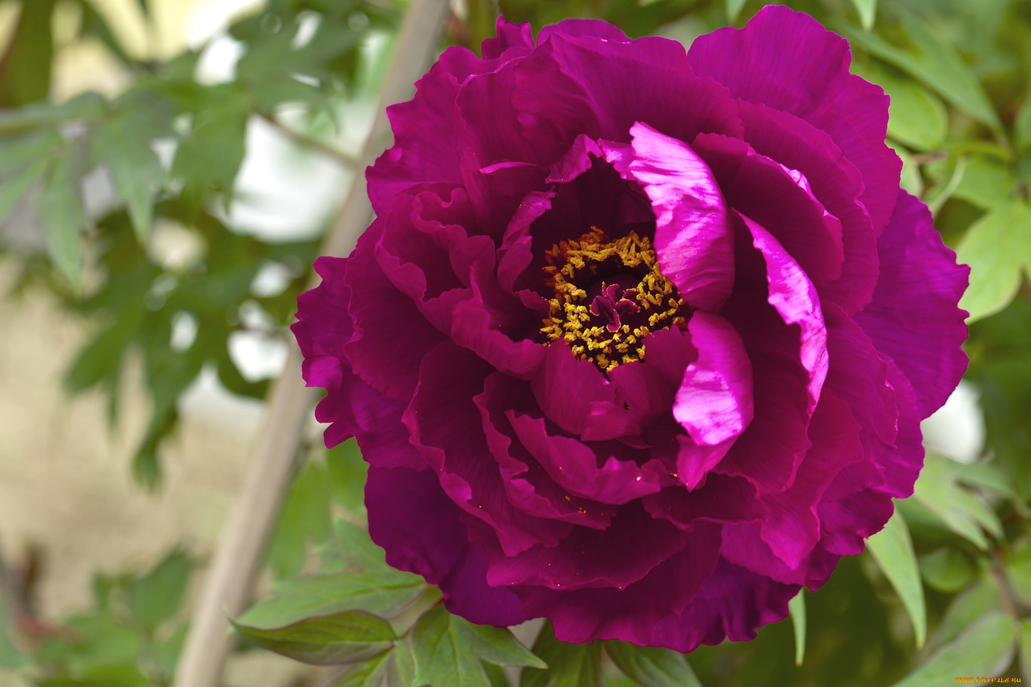 цветы, пионы, макро