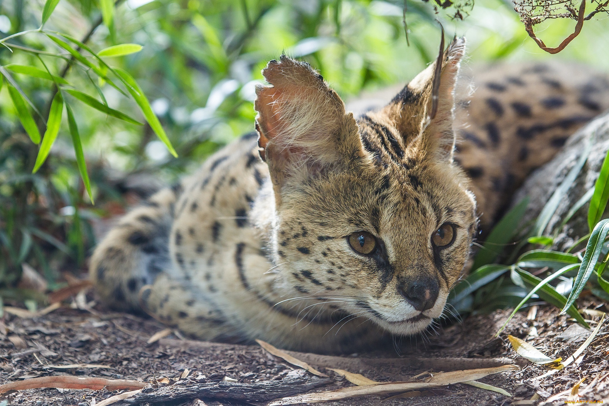 животные, сервалы, уши, хищник, морда, кошка