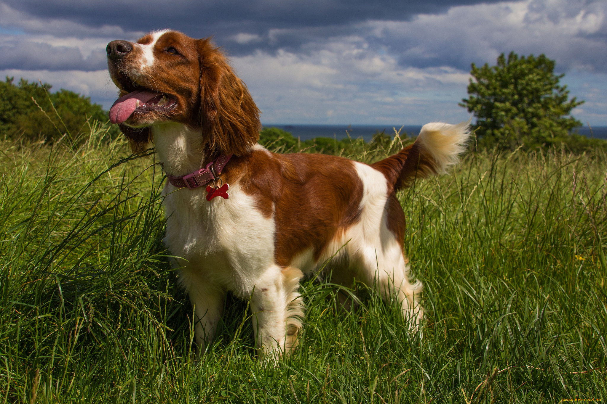 животные, собаки, собачка, луг