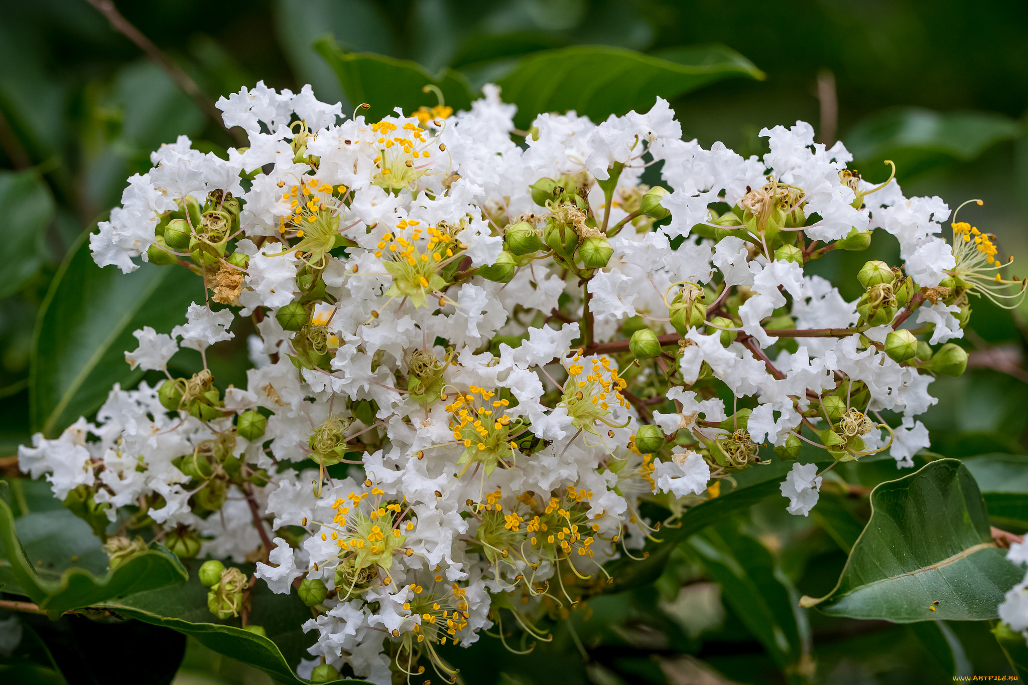 цветы, лагерстрёмия, , катальпа, катальпа