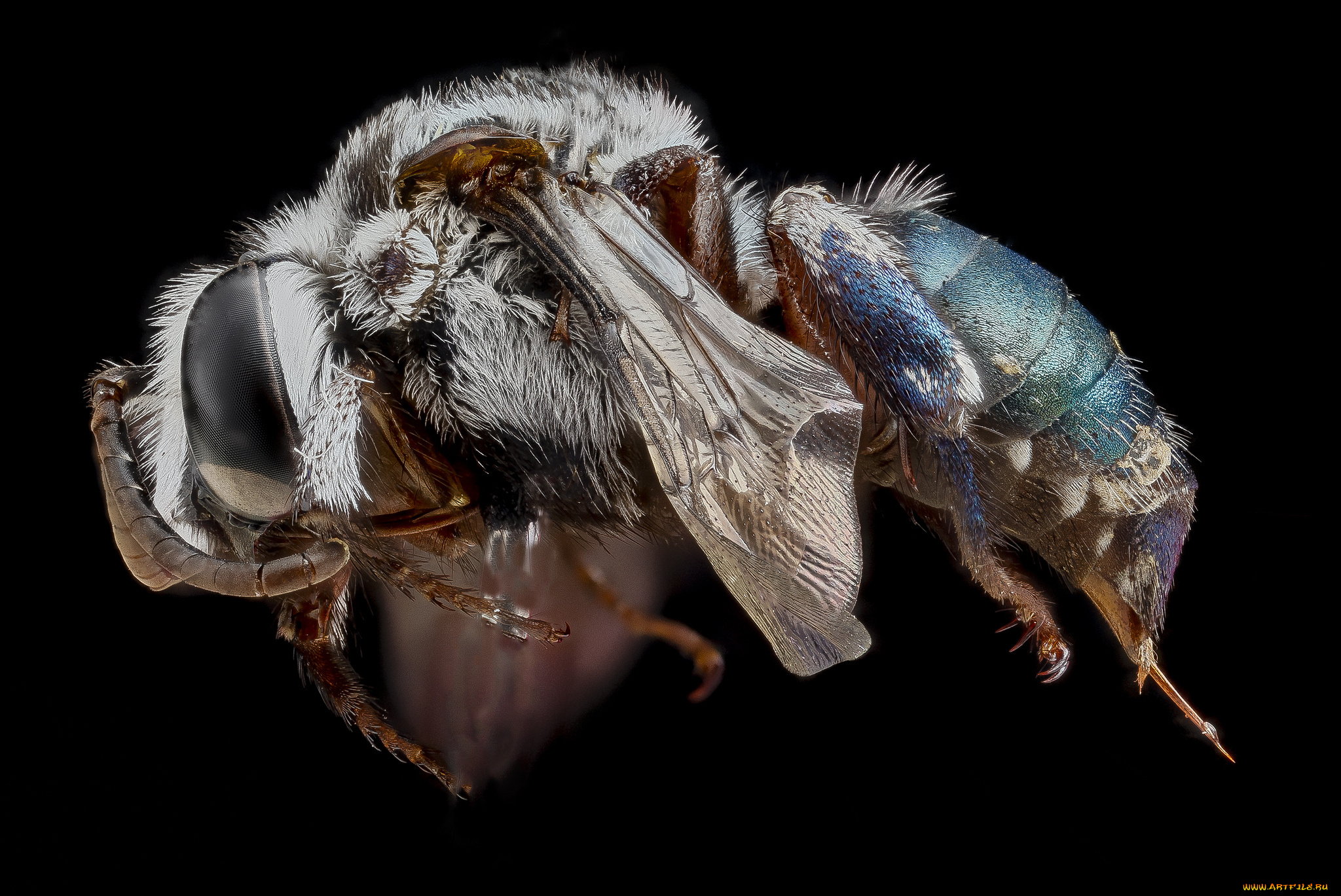 животные, насекомые, макросъемка, насекомое