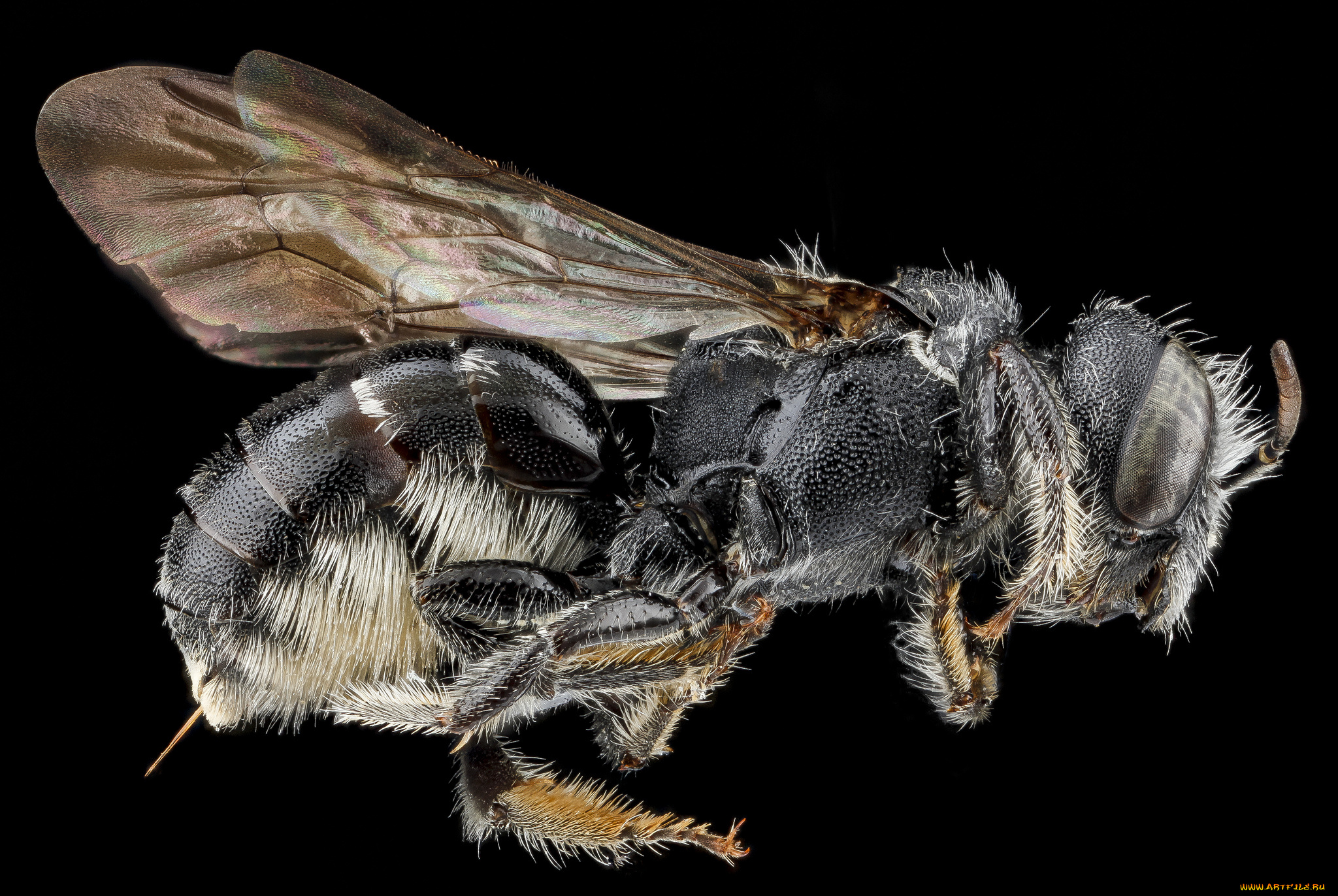 животные, насекомые, насекомое, макросъемка