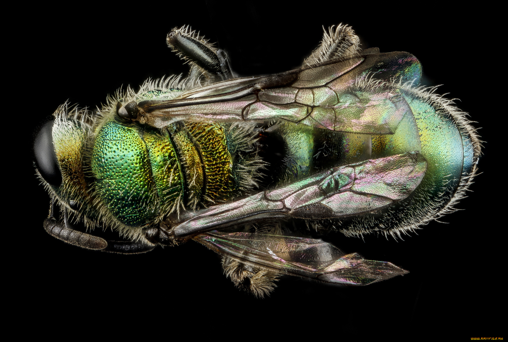 животные, насекомые, насекомое, макросъемка