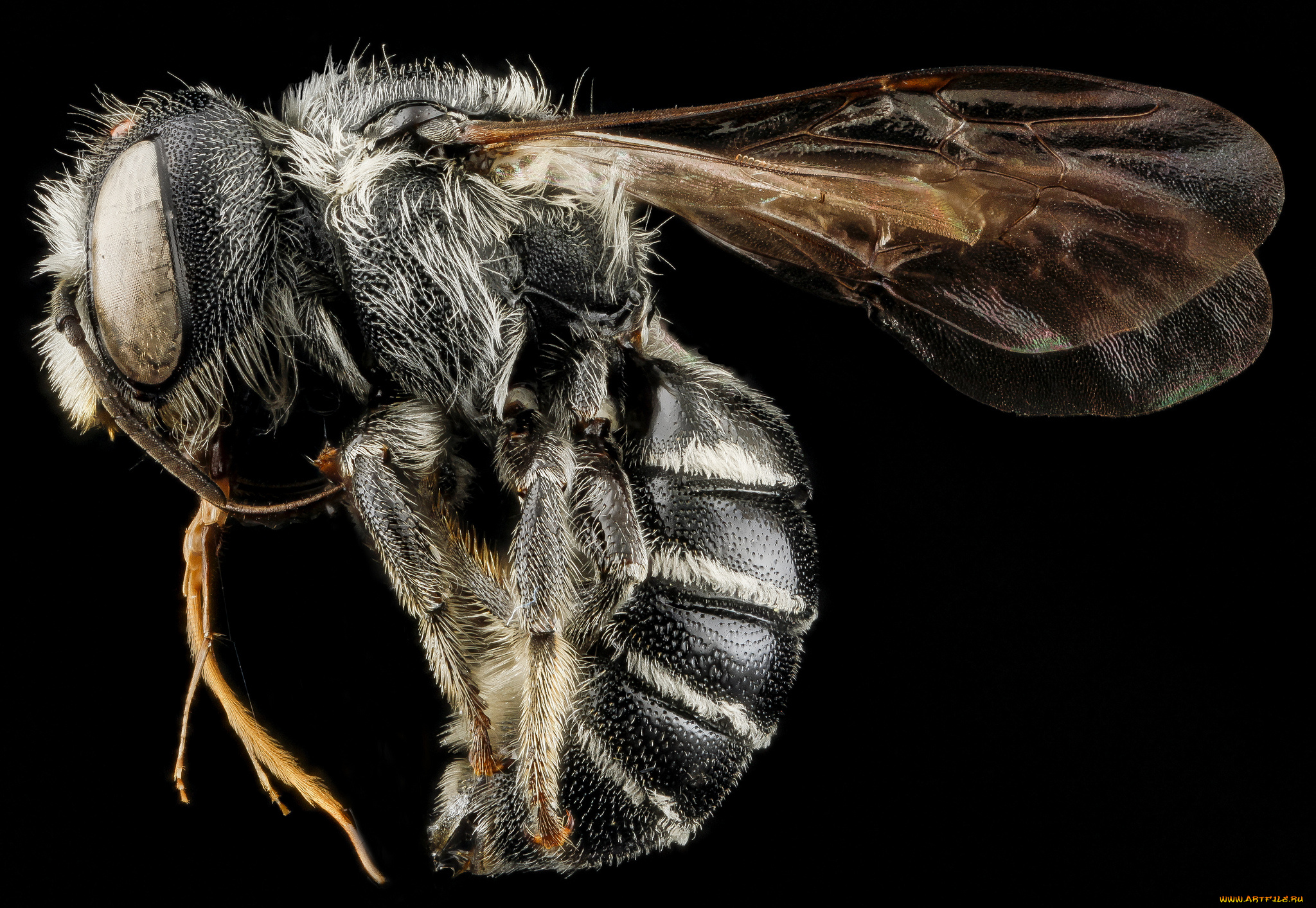 животные, насекомые, насекомое, макросъемка