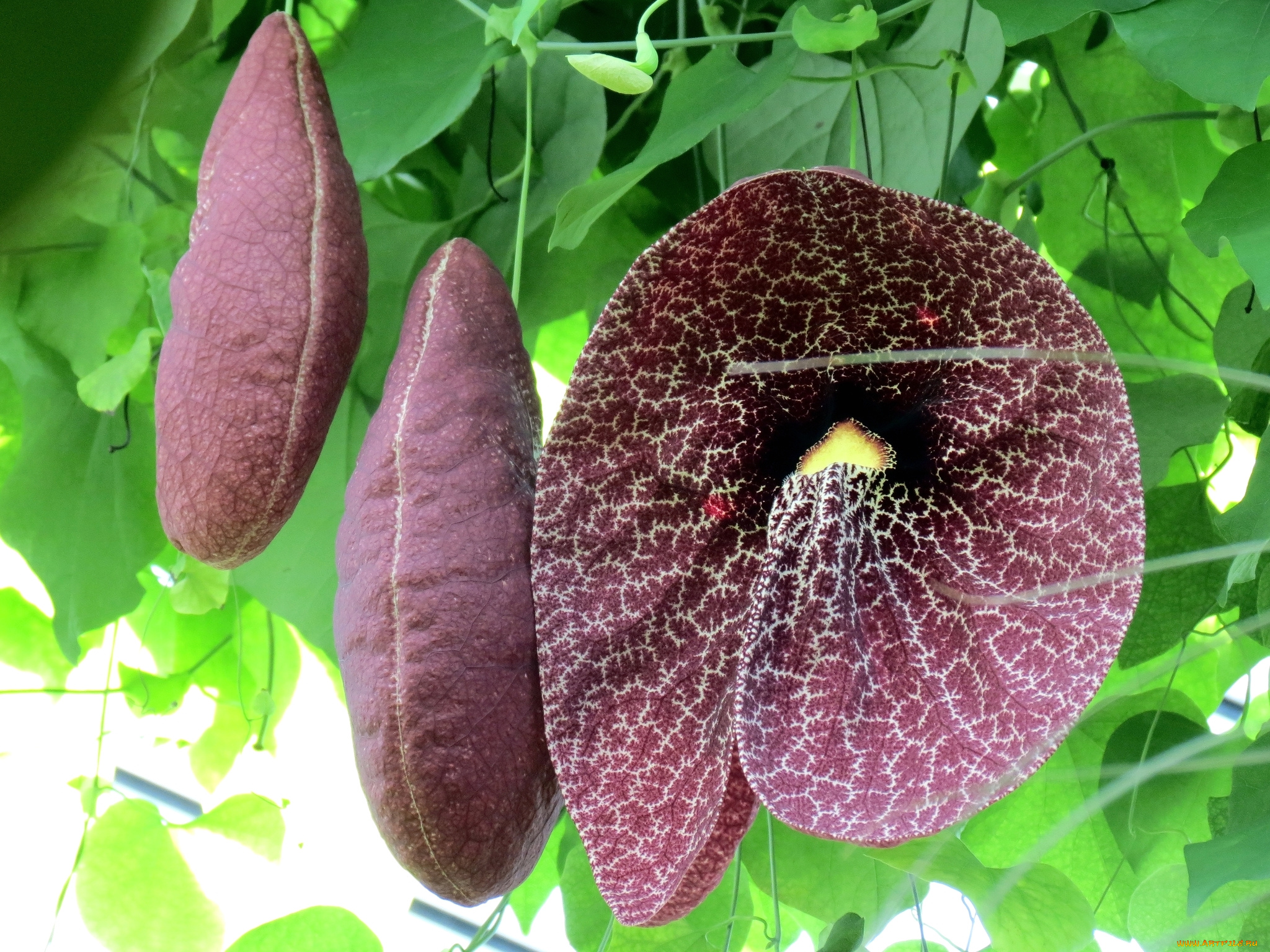 цветы, кирказон, , аристолохия, экзотика