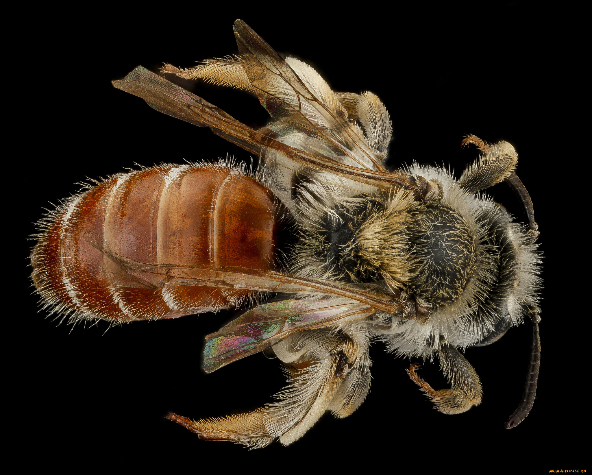 животные, насекомые, насекомое, макросъемка