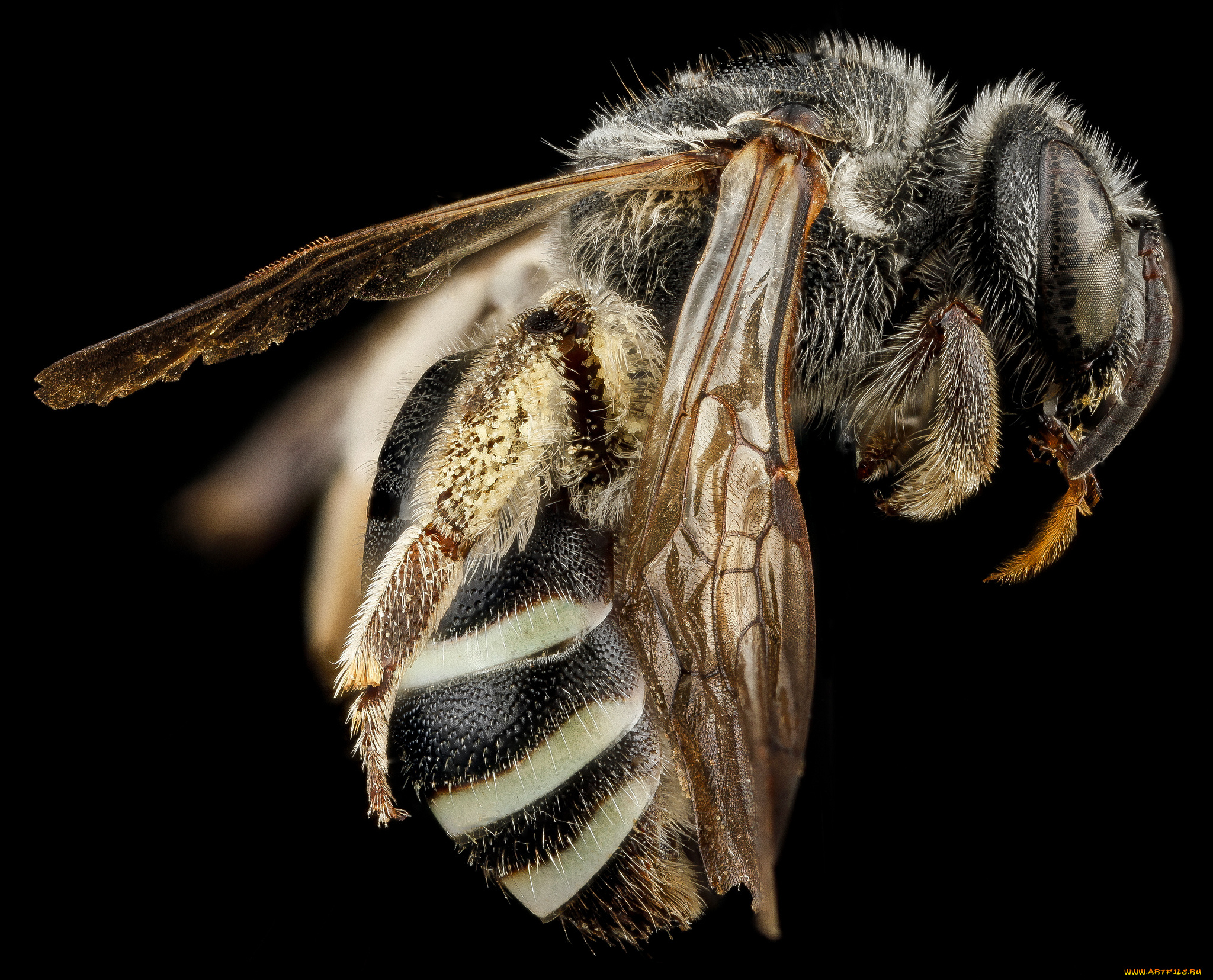 животные, насекомые, насекомое, макросъемка