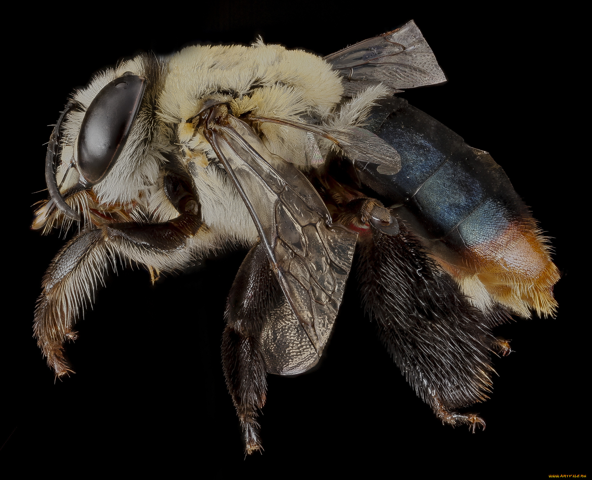 животные, насекомые, макросъемка, насекомое