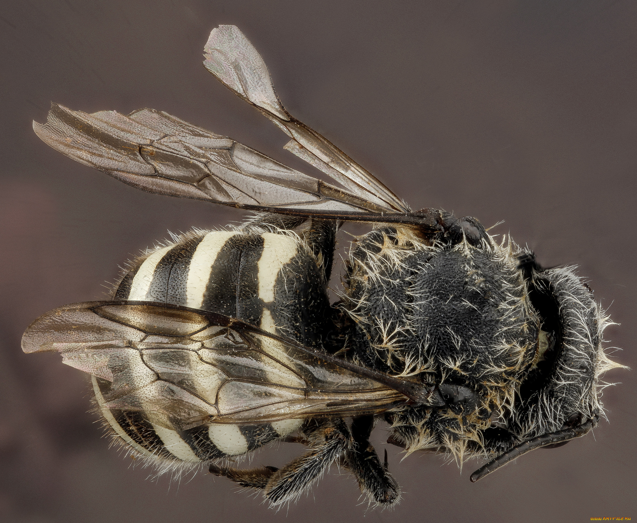 животные, насекомые, насекомое, макросъемка