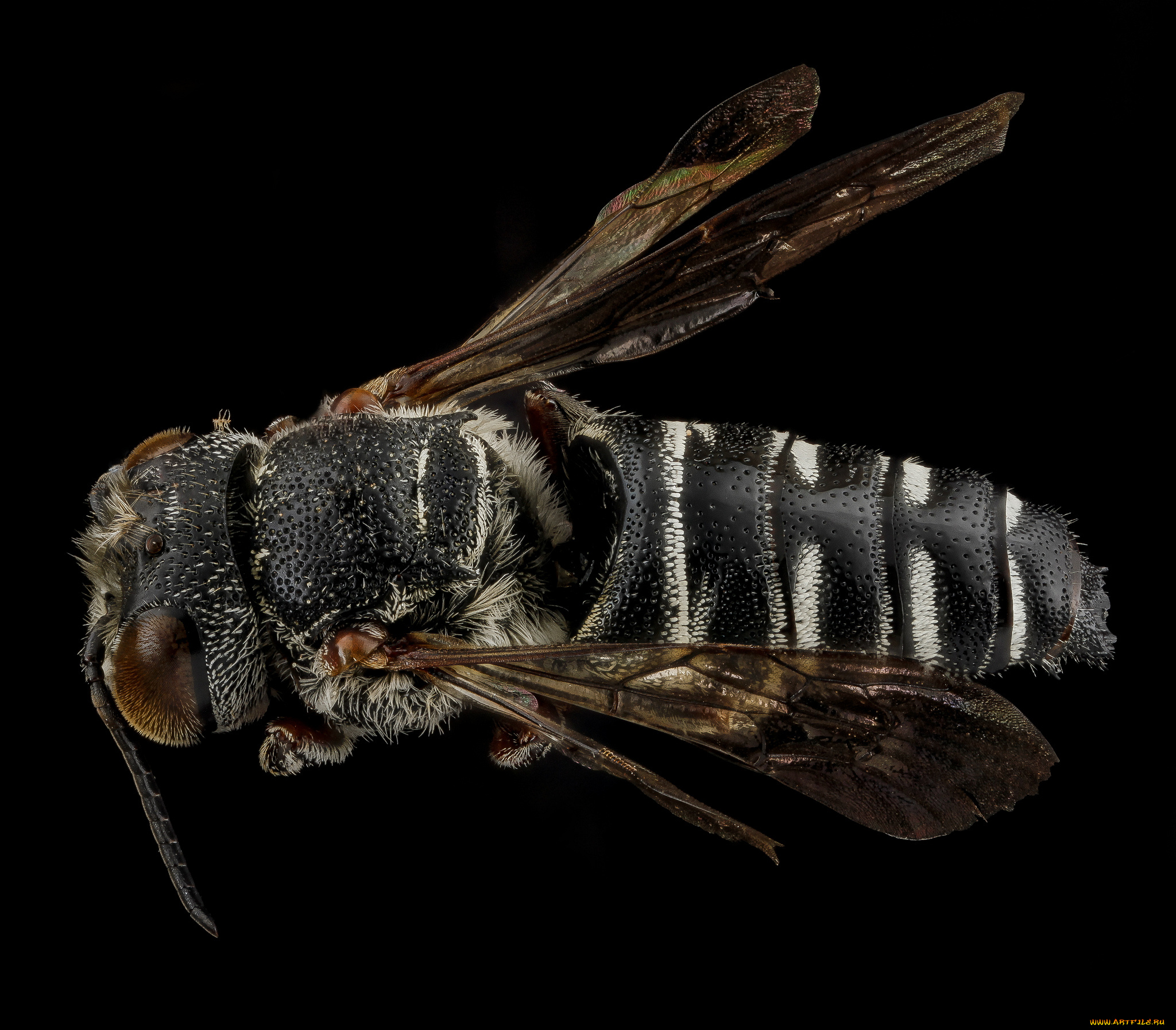 животные, насекомые, насекомое, макросъемка