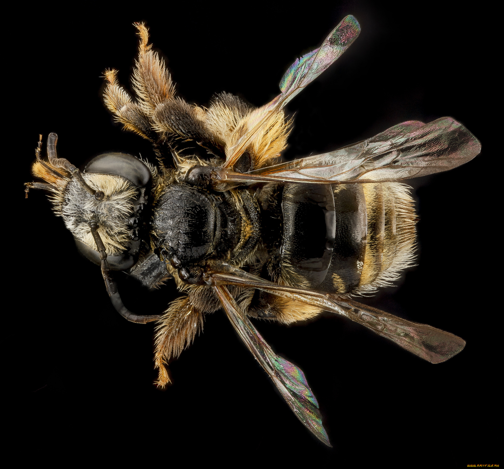 животные, пчелы, , осы, , шмели, макросъемка, насекомое