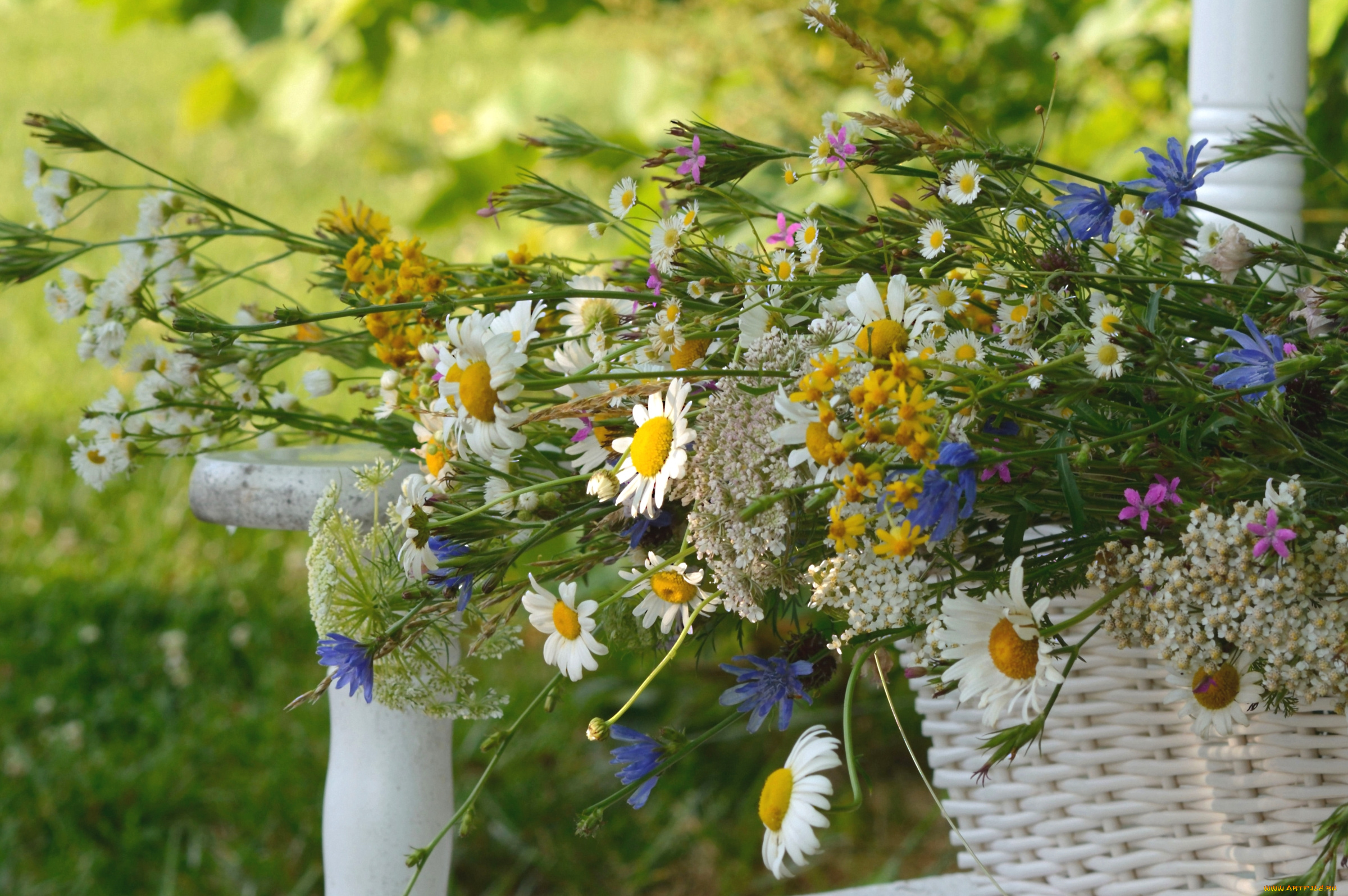 цветы, луговые, , полевые, , цветы, васильки, ромашки, тысячелистник