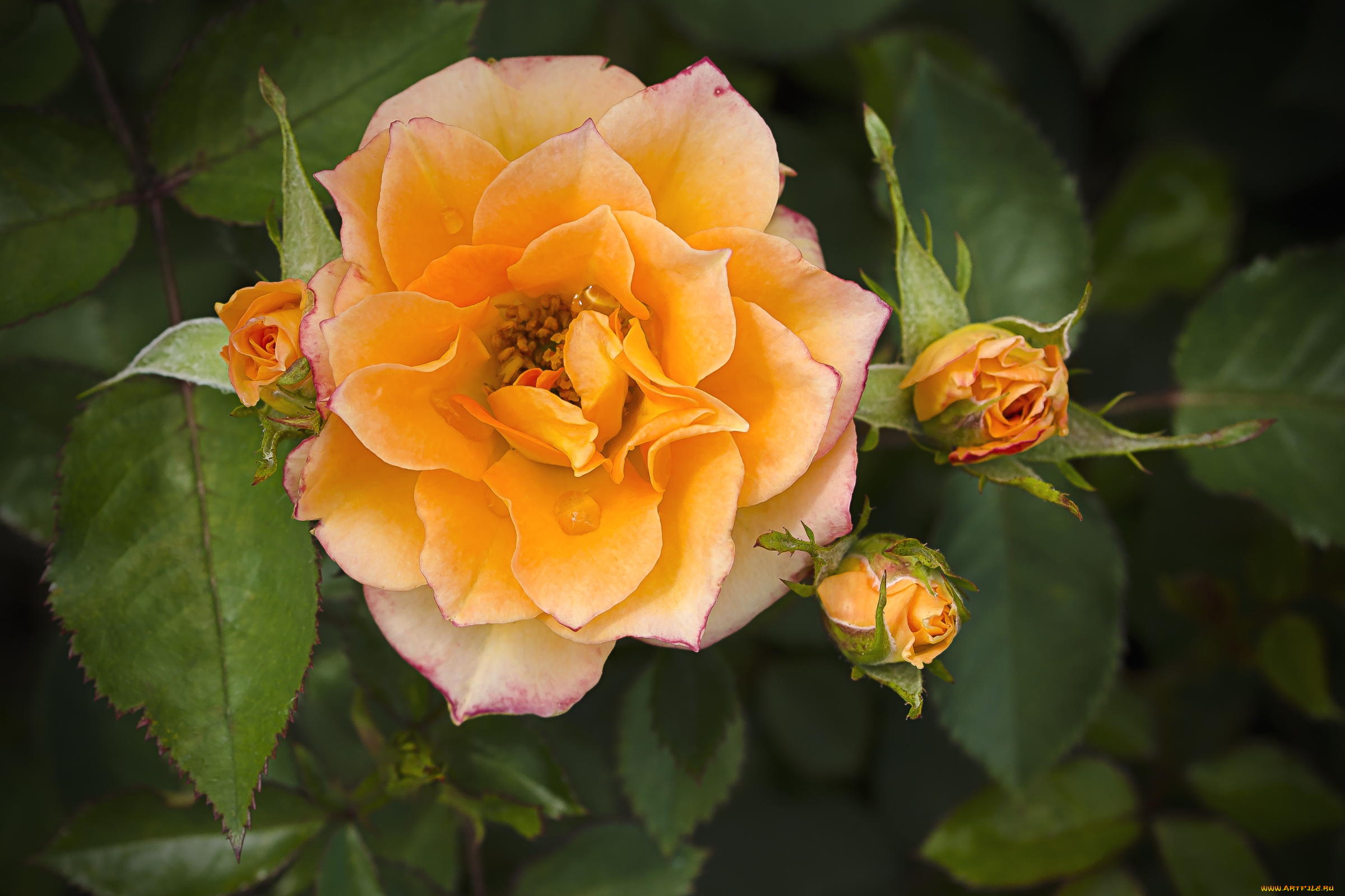 цветы, розы, макро