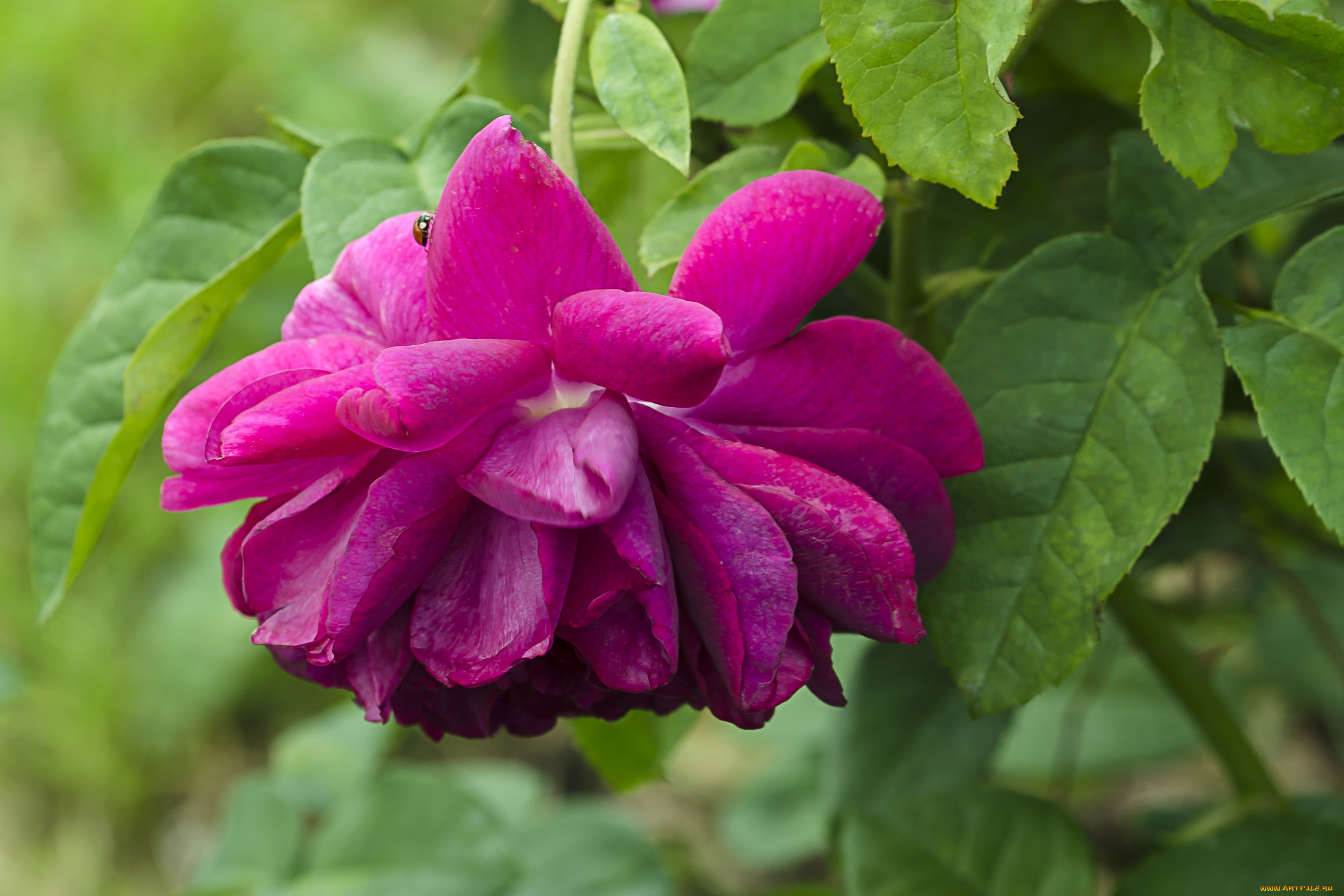 цветы, розы, яркий