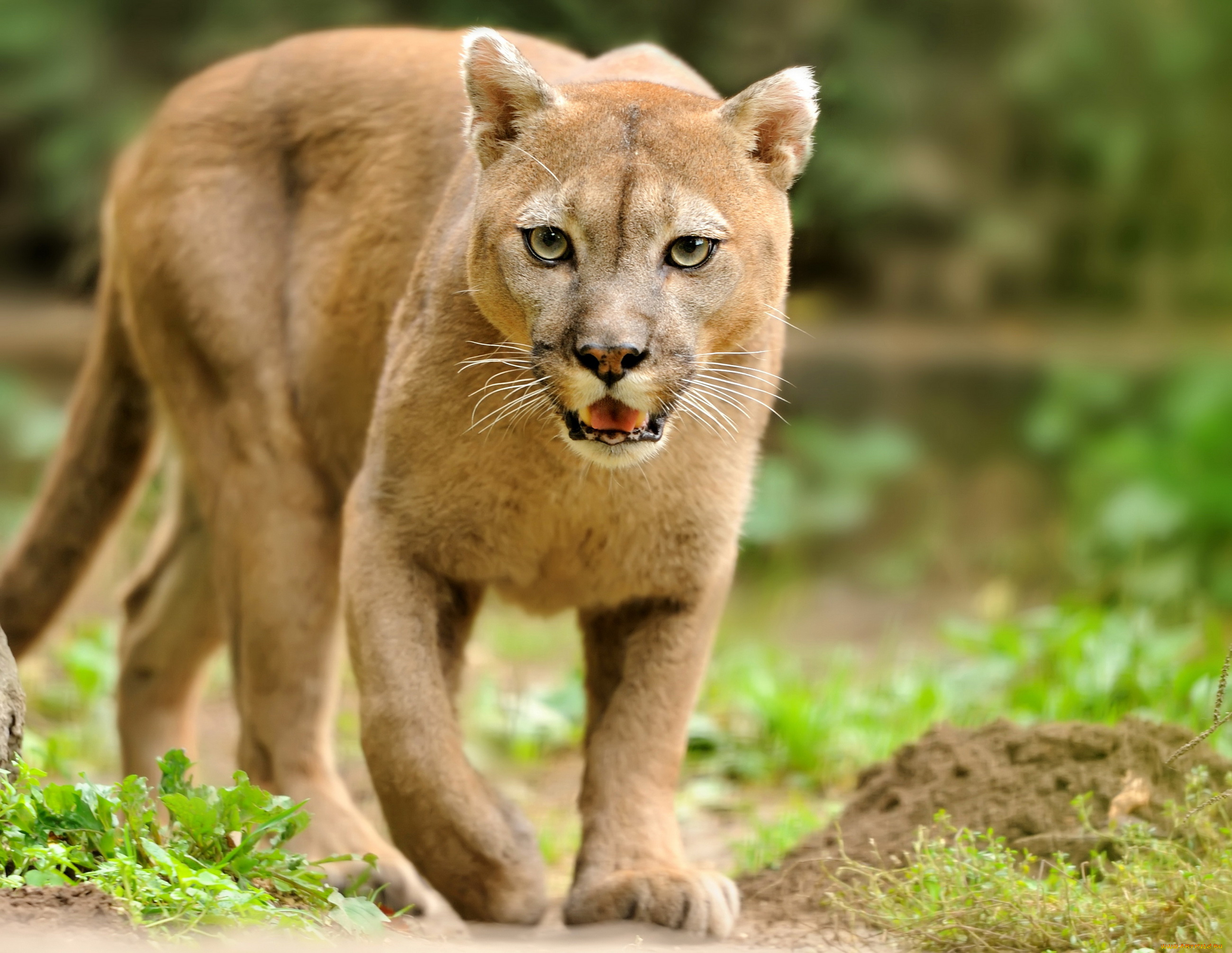 животные, пумы, рысь, кошки, трава