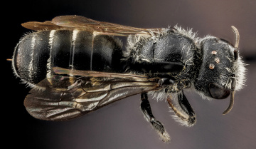 Картинка животные насекомые насекомое макросъемка