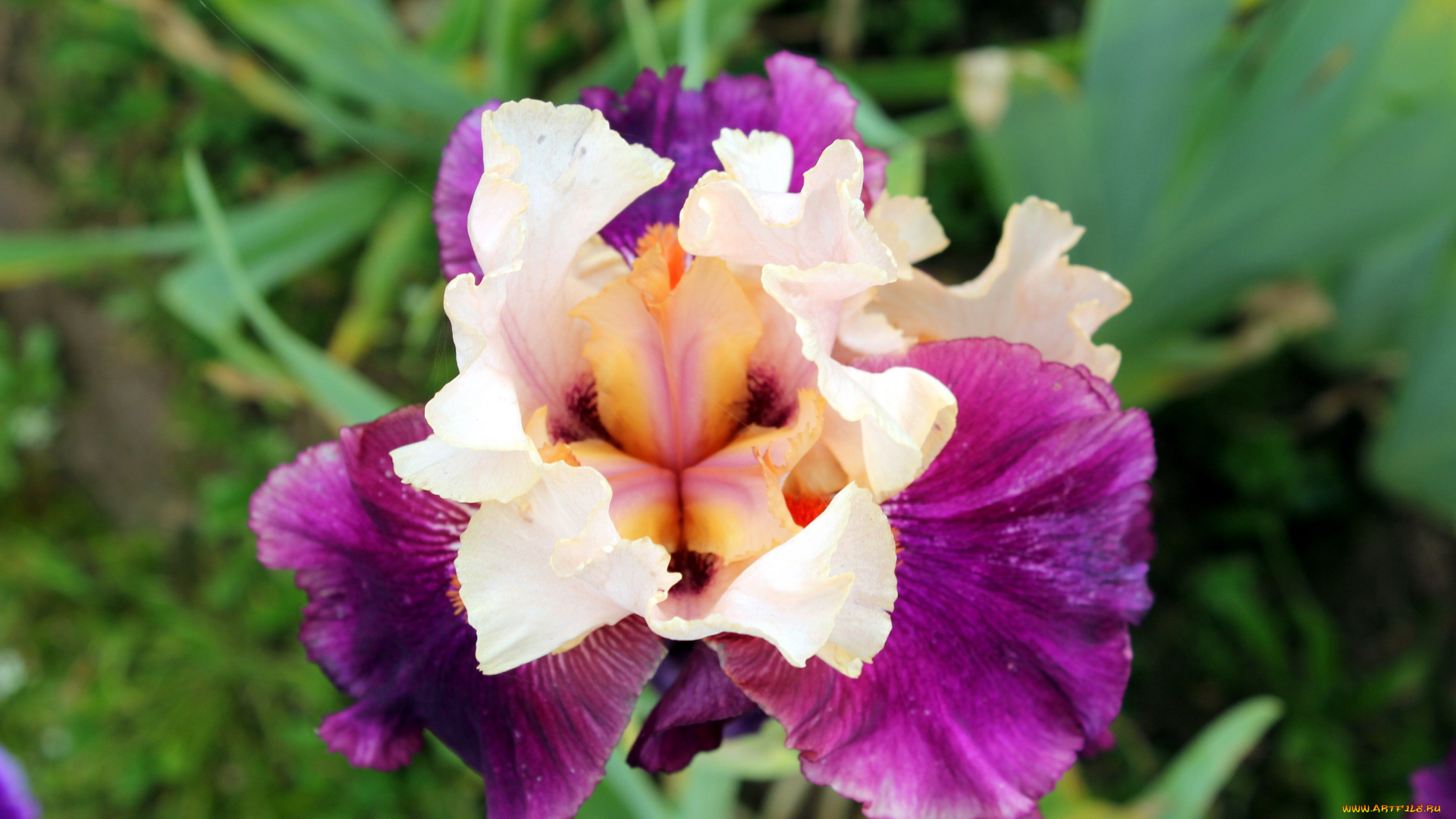 цветы, ирисы, макро