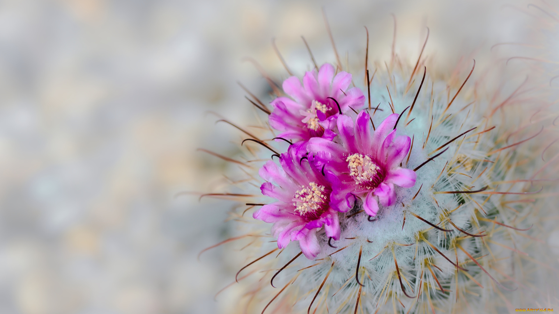 цветы, кактусы, макро, иголки, кактус, цветение