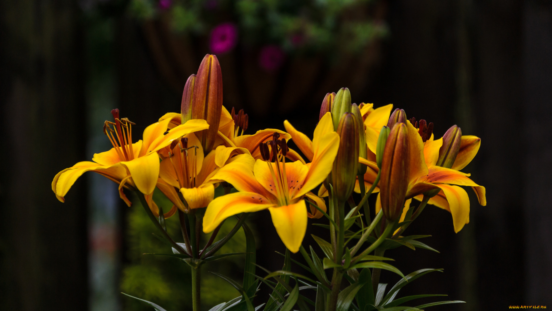 цветы, лилии, , лилейники