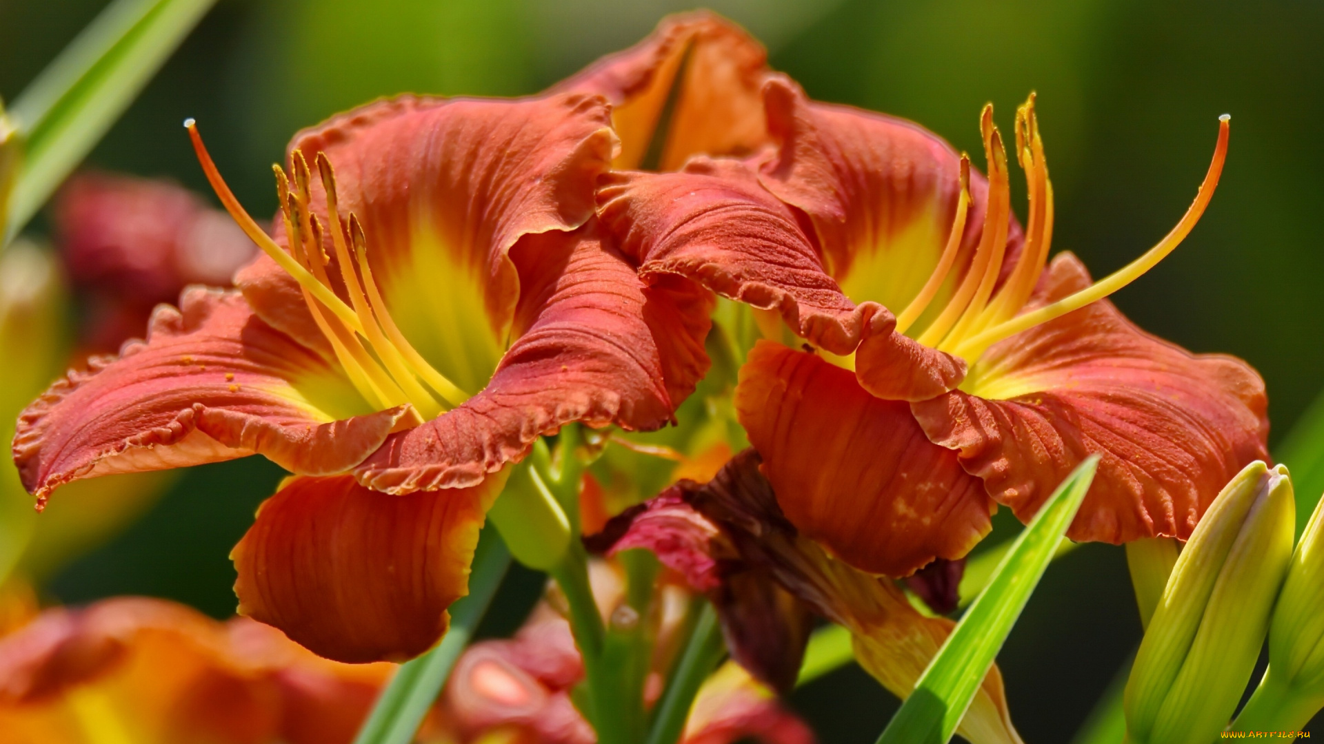 цветы, лилии, , лилейники, лепестки, бутоны, макро