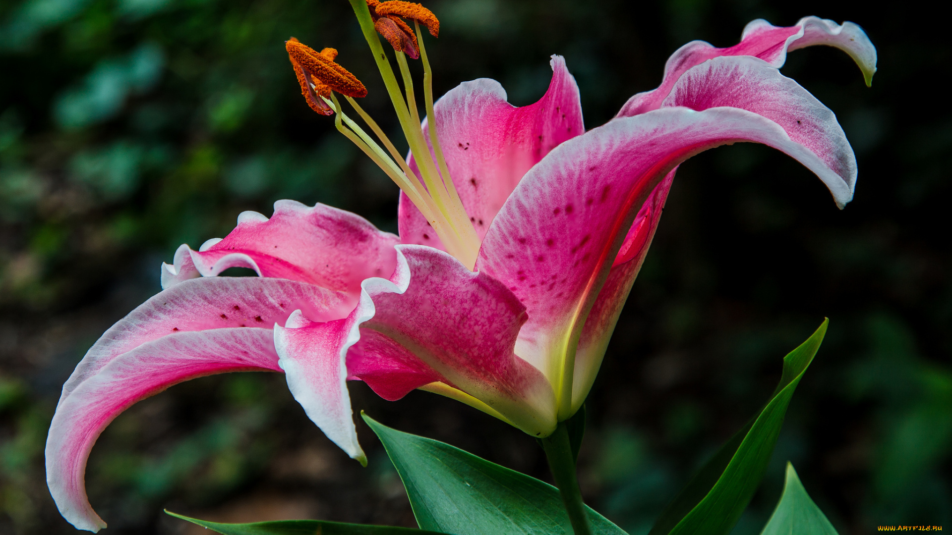 цветы, лилии, , лилейники, лепестки, розовая, лилия, макро