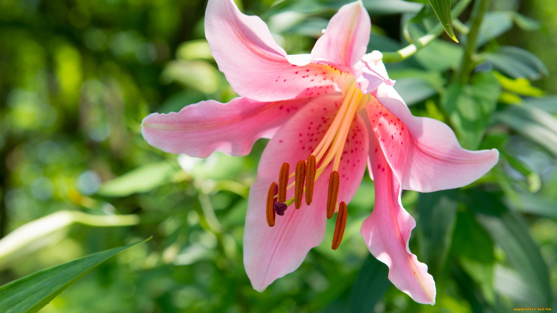 цветы, лилии, , лилейники, лилия, лепестки, макро