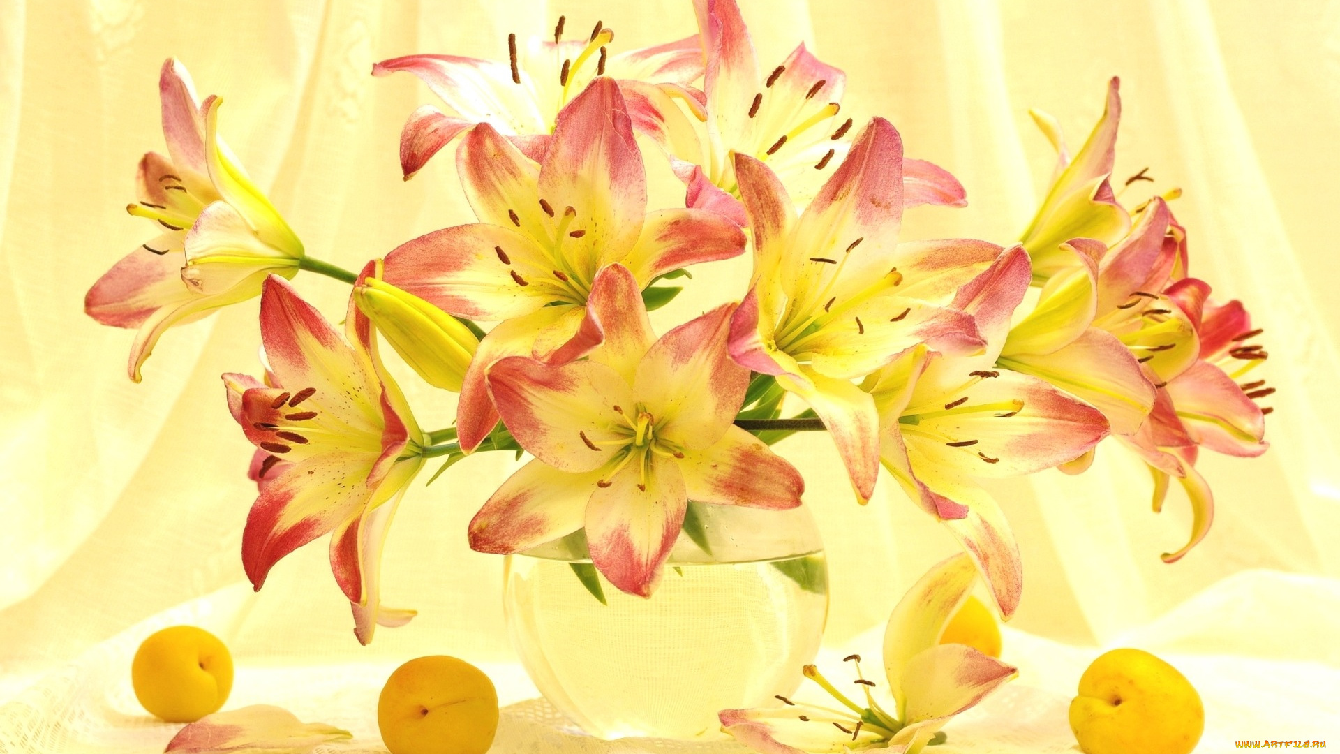 цветы, лилии, , лилейники, свет, абрикосы, лето, букет
