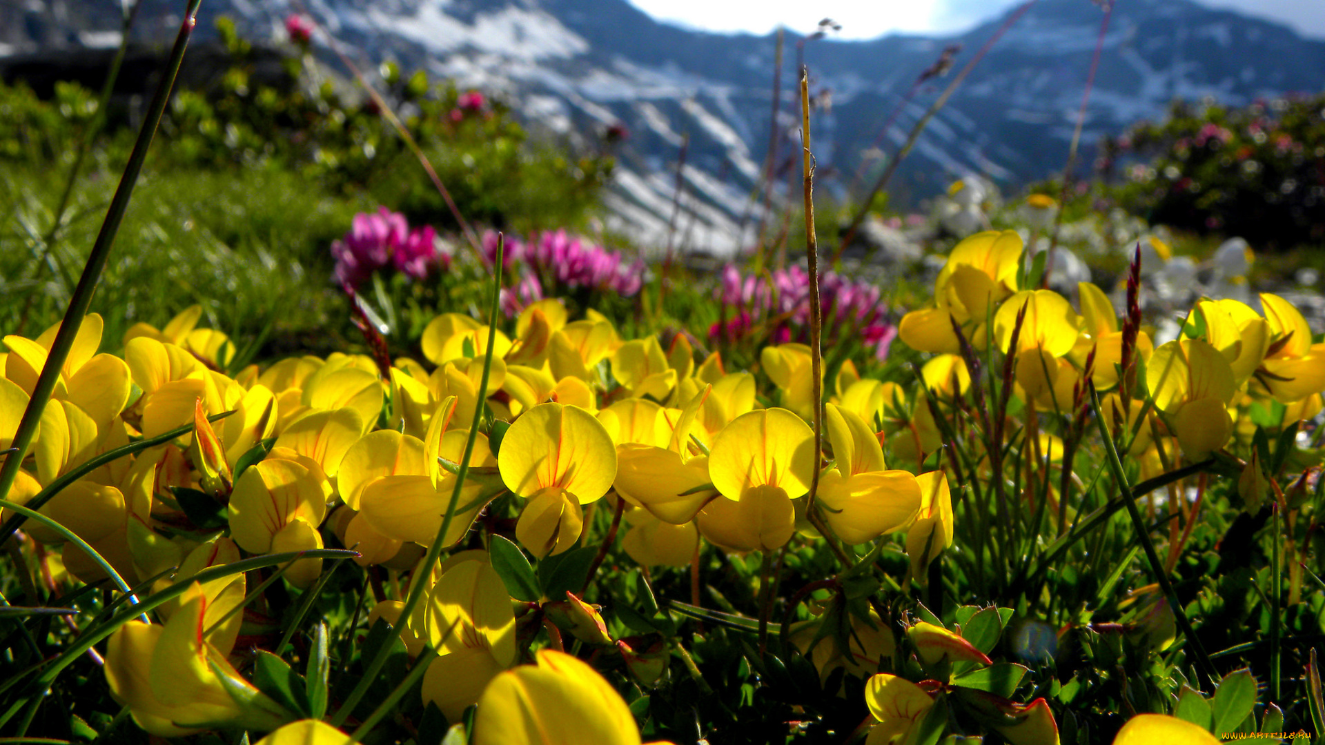 цветы, луговые, , полевые, , цветы, желтые, луг, макро