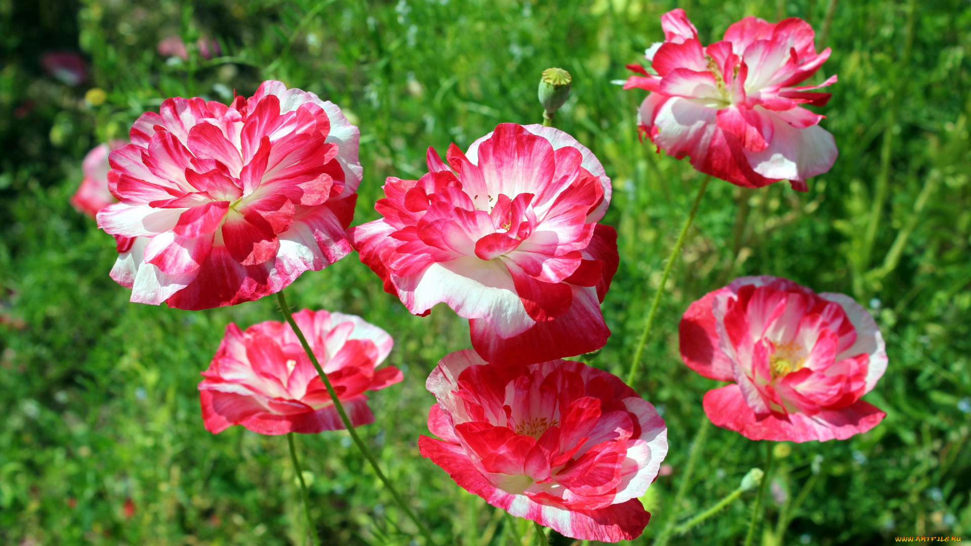 цветы, маки, яркие