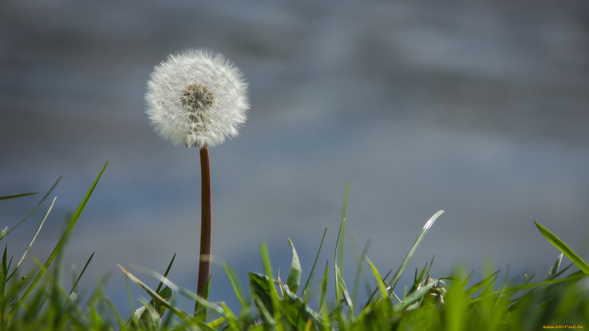 цветы, одуванчики, трава, одуванчик, фон