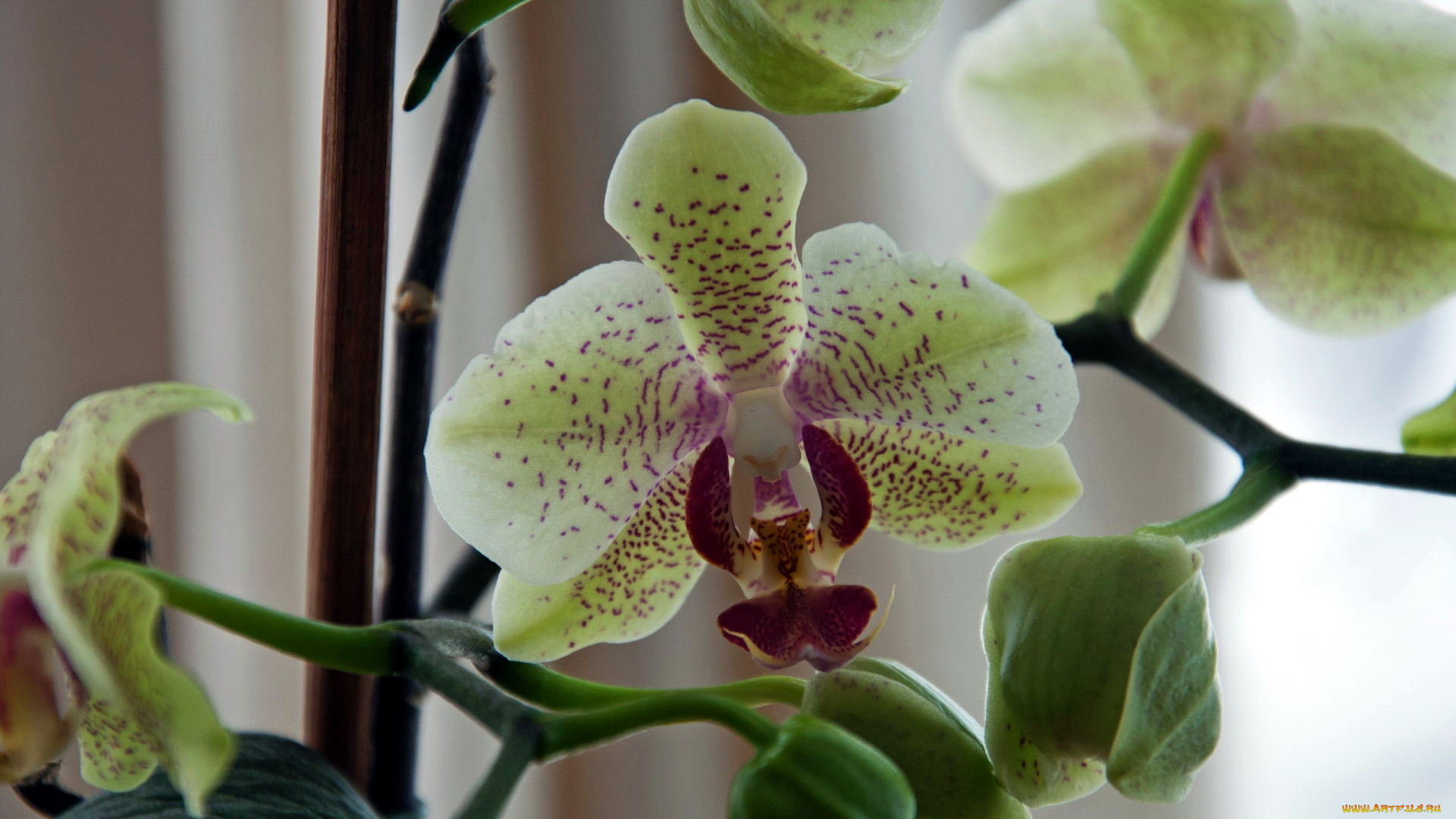 цветы, орхидеи, экзотика