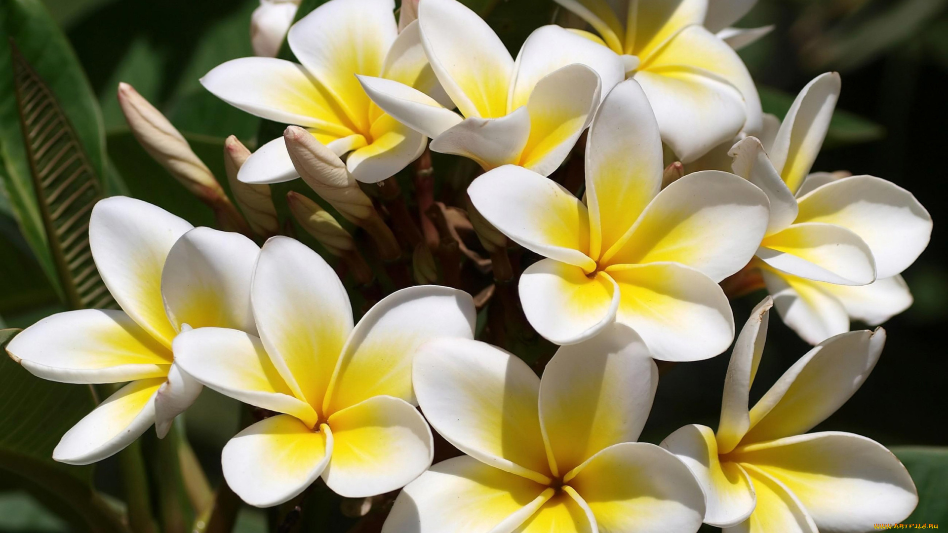 цветы, плюмерия, макро, нежно, букер, желтые, былые